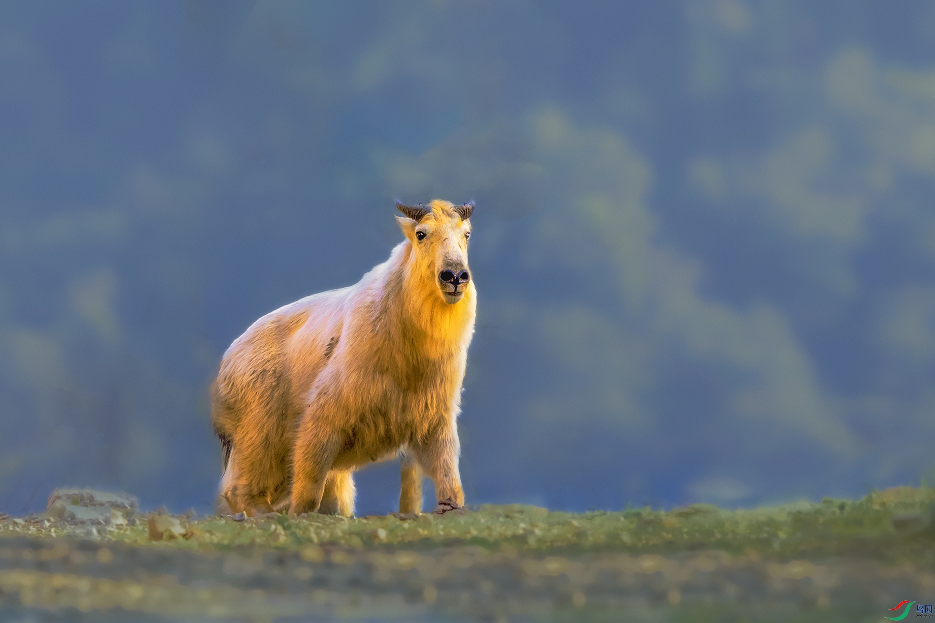 ��ţ----��Ȼ������