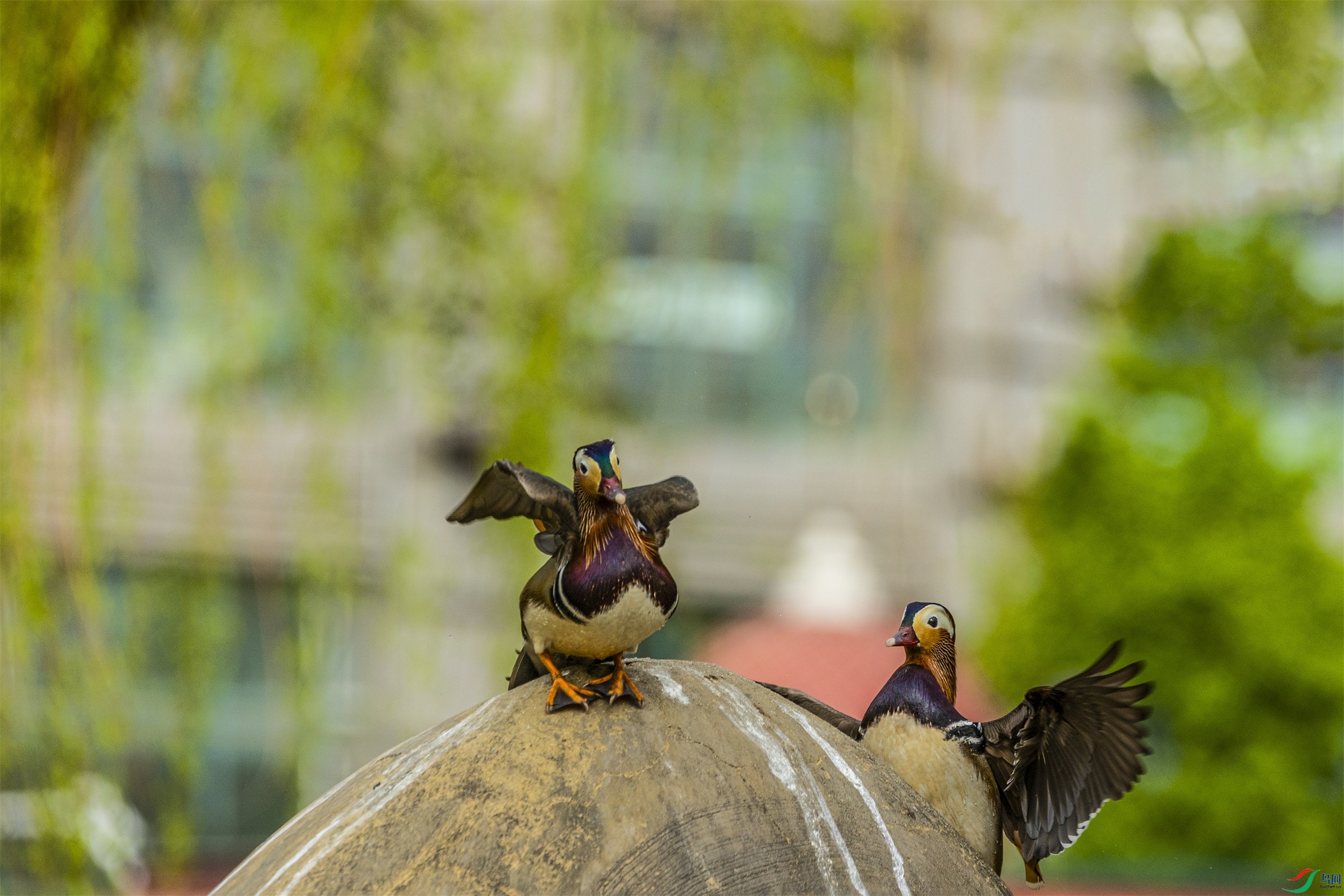 1K3A0178 ����1.jpg