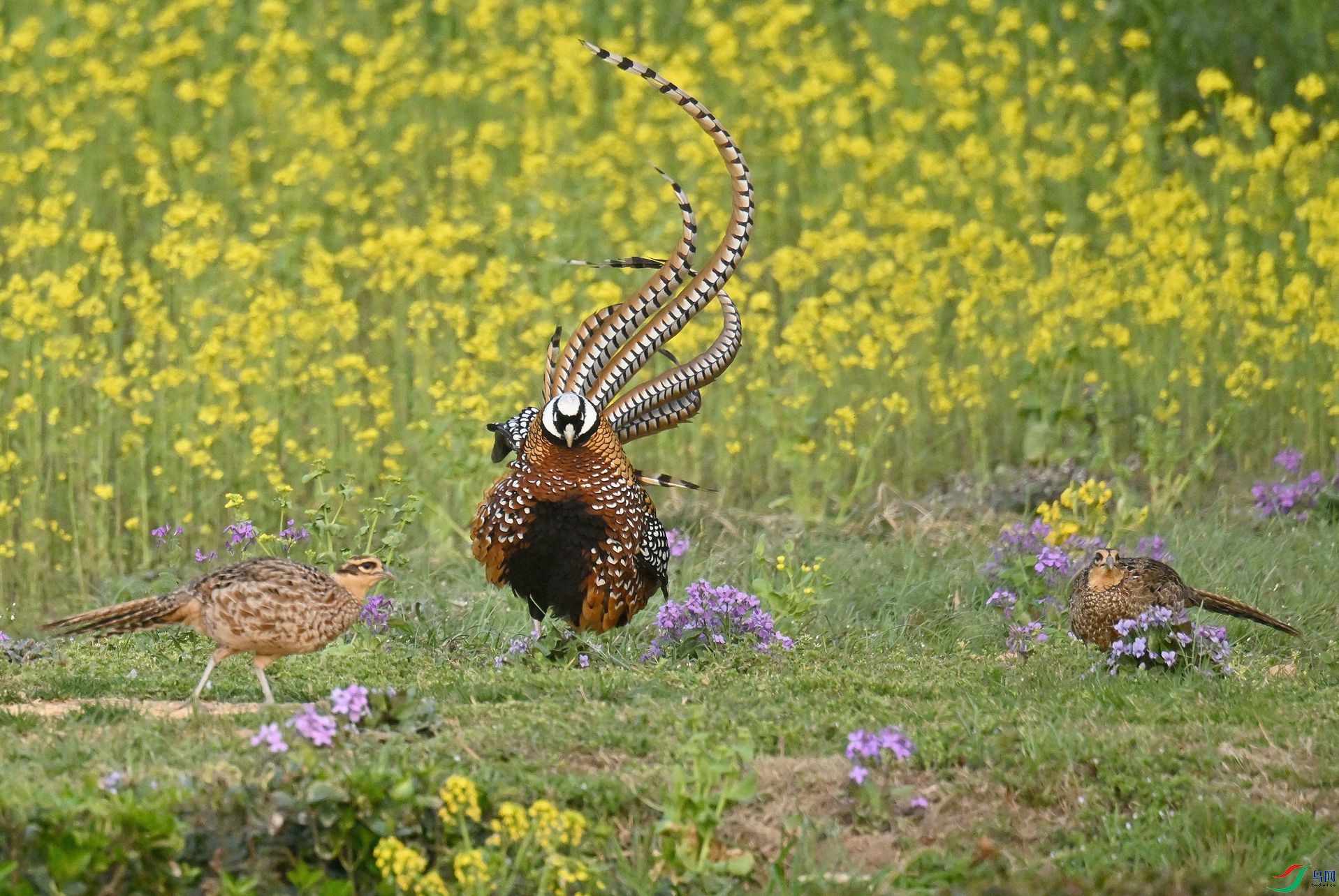 ���ۼ��ڡ�