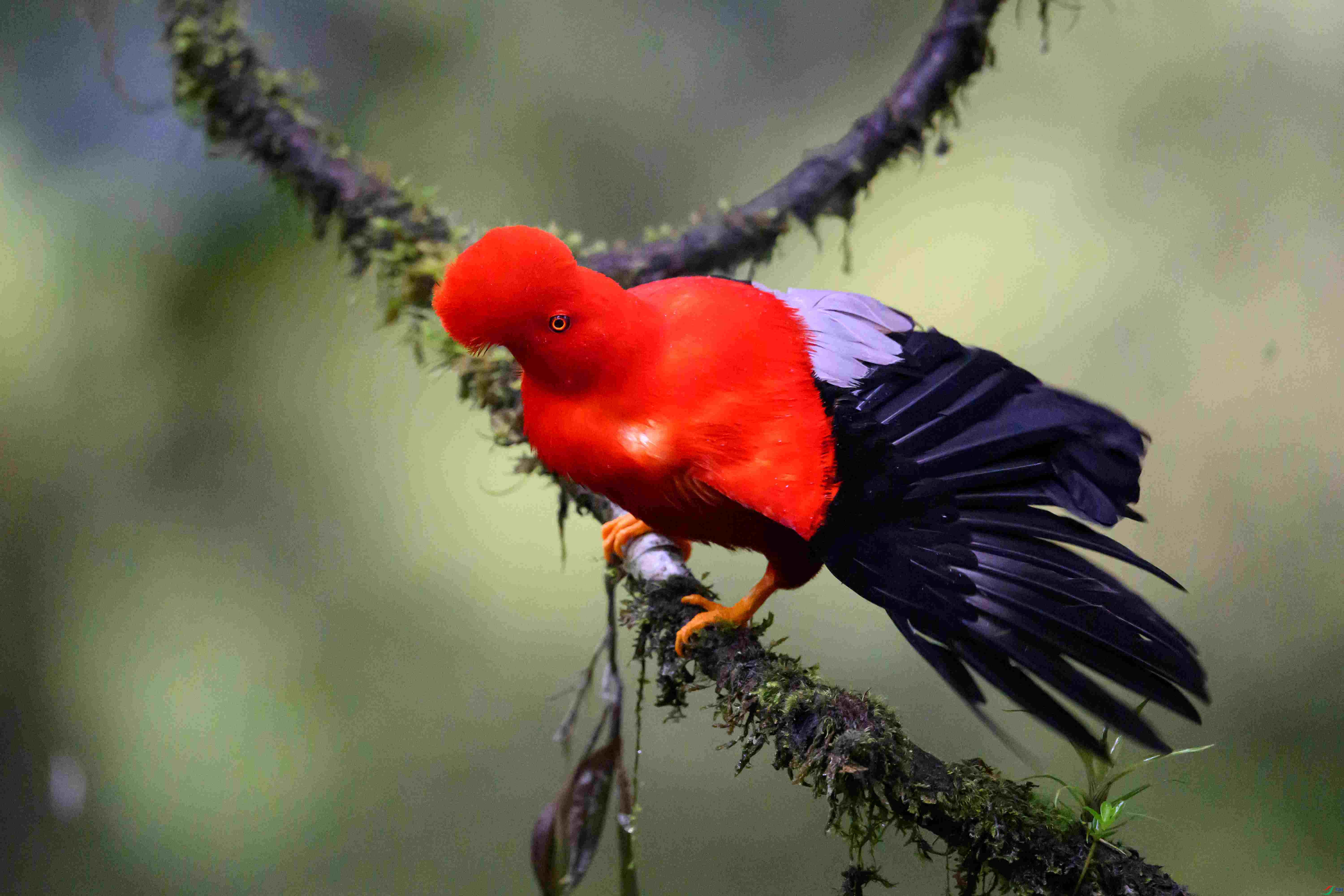 ����˹��ɡ��- Andean Cock-of-the-rock.jpg