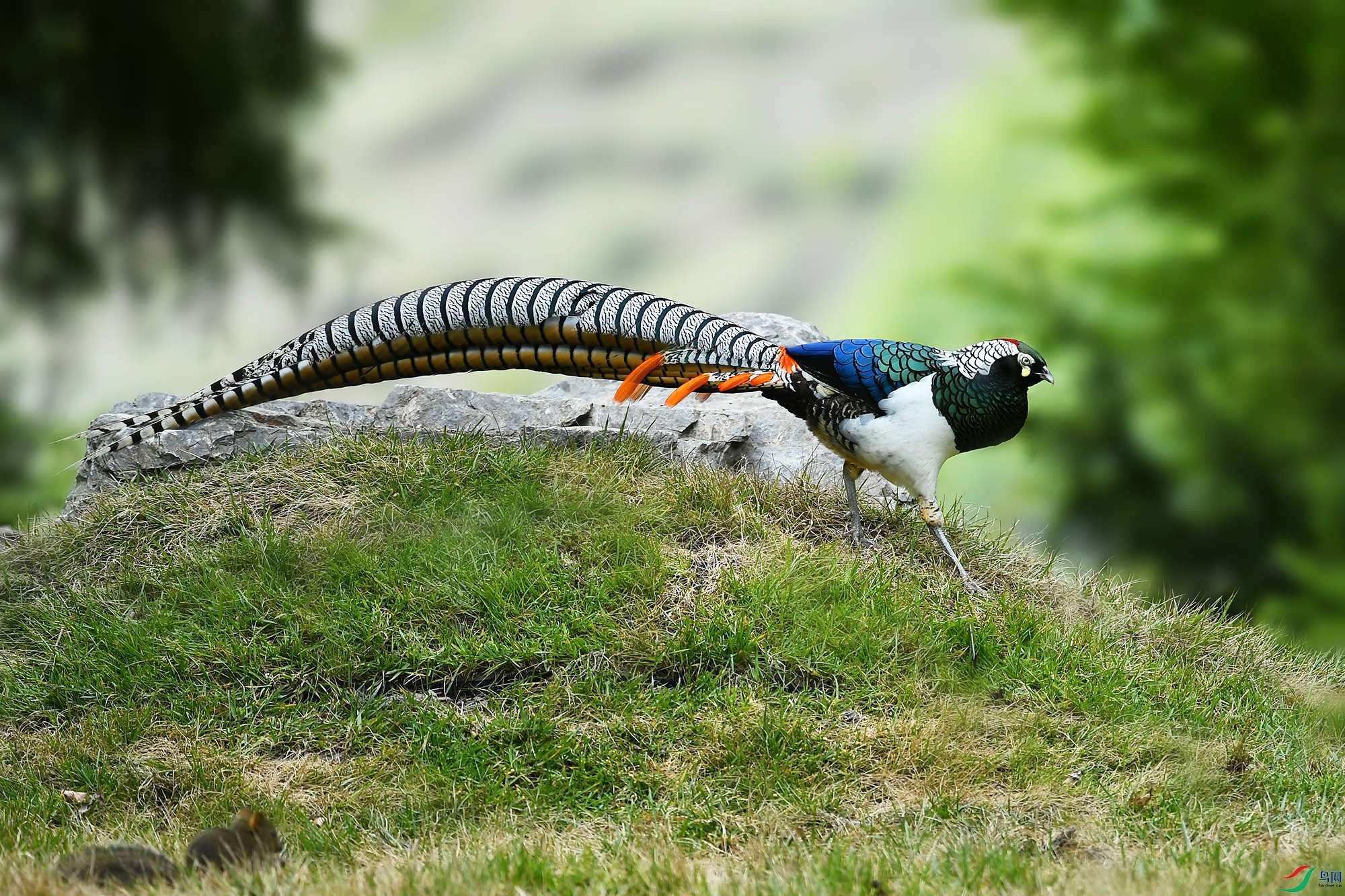 DSC_0008_.jpg
