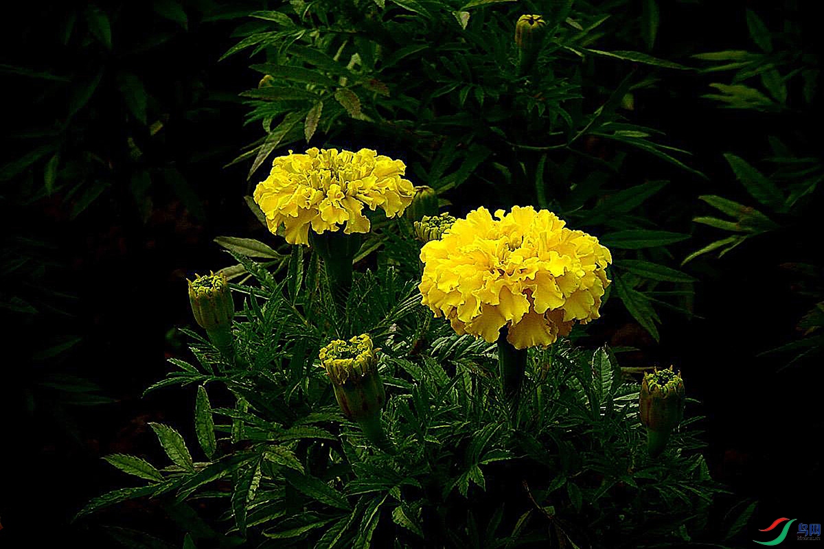 IMG_2470.jpg