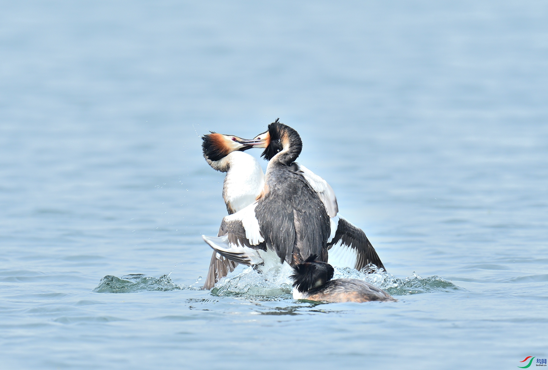 DSC_9658.JPG