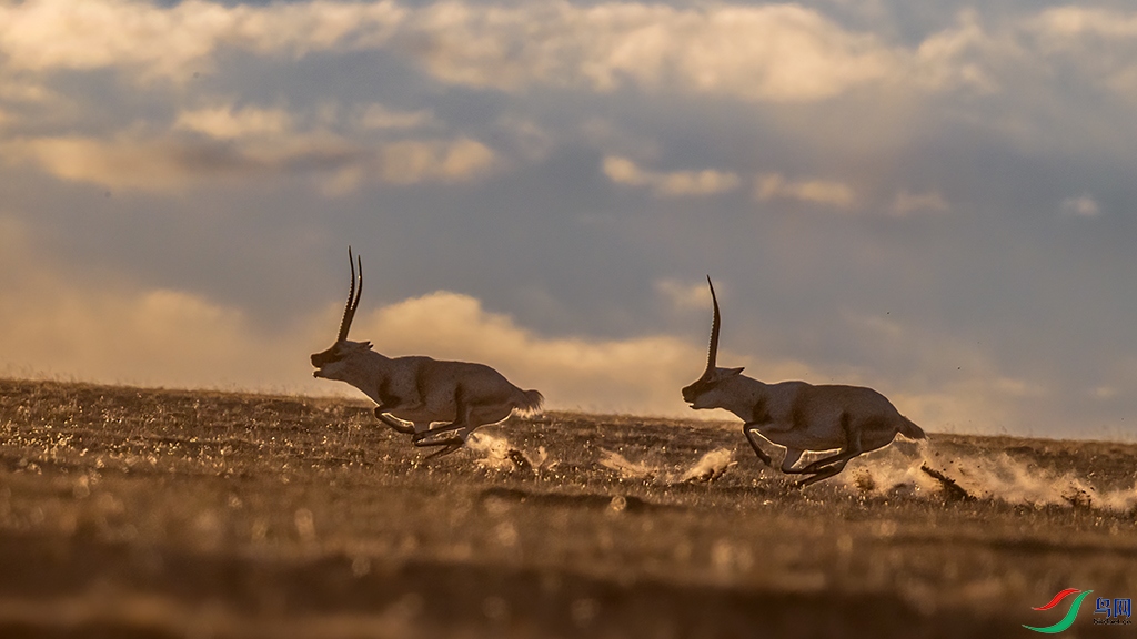 The flying **an antelope.jpg