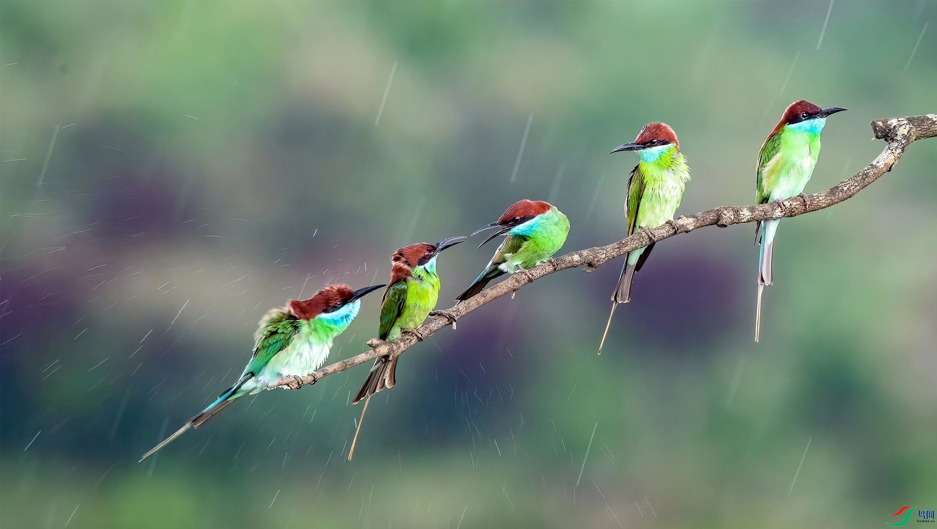 Birdsong on rainy day.jpg