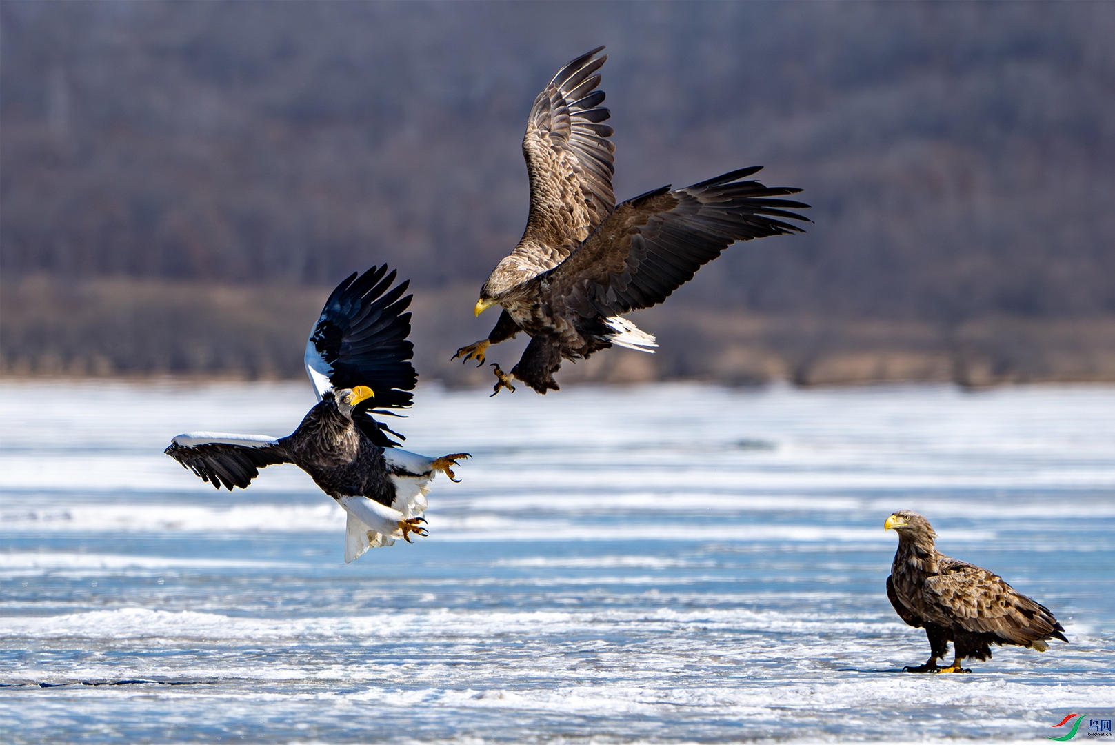 Aerial jousting.jpg