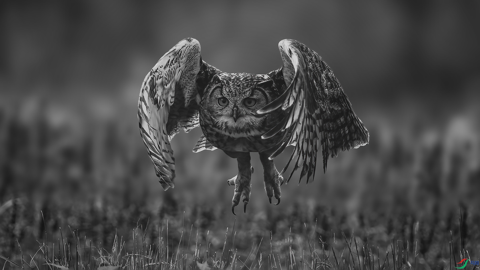 Eagle owl view.jpg