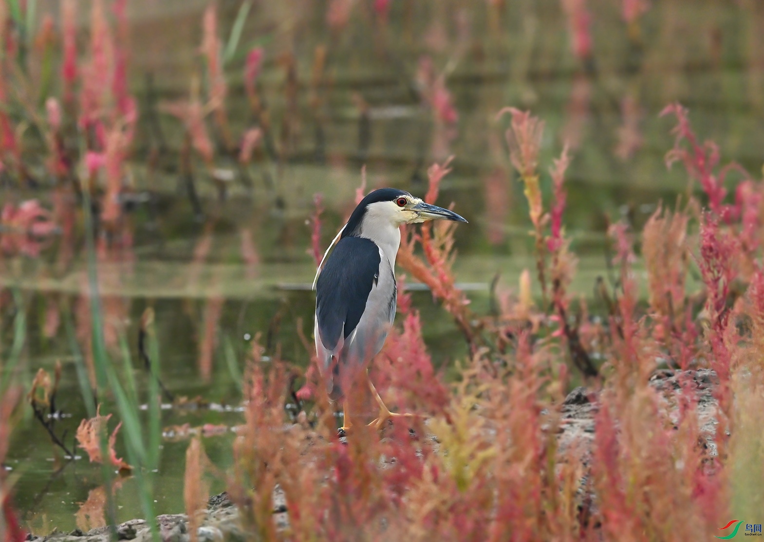 DSC_1001f.jpg