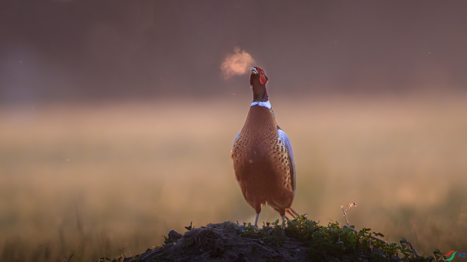 1_XXL9695-����ǿ-NR ���� 2.jpeg