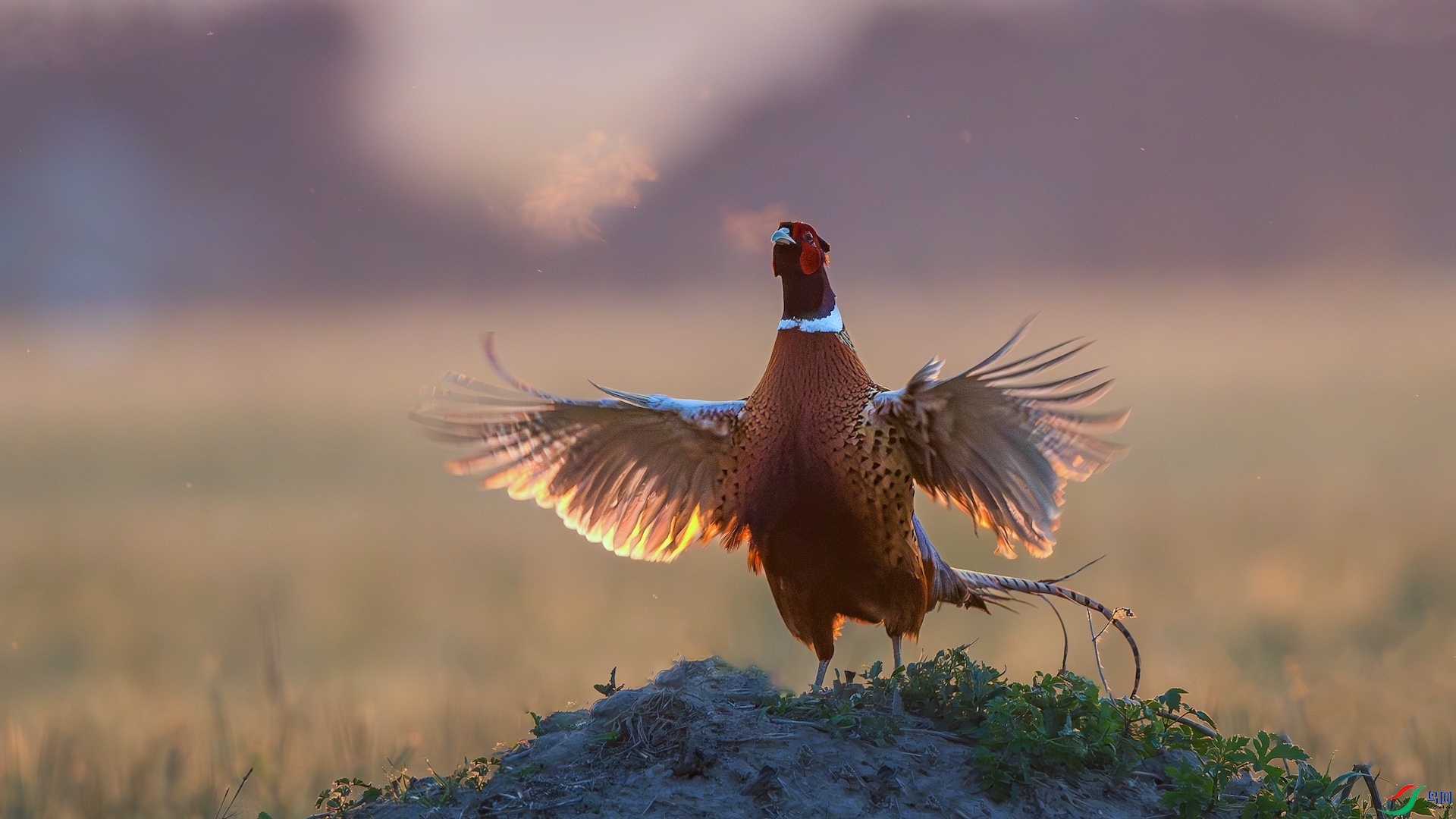 1_XXL9706-����ǿ-NR ���� 2.jpeg