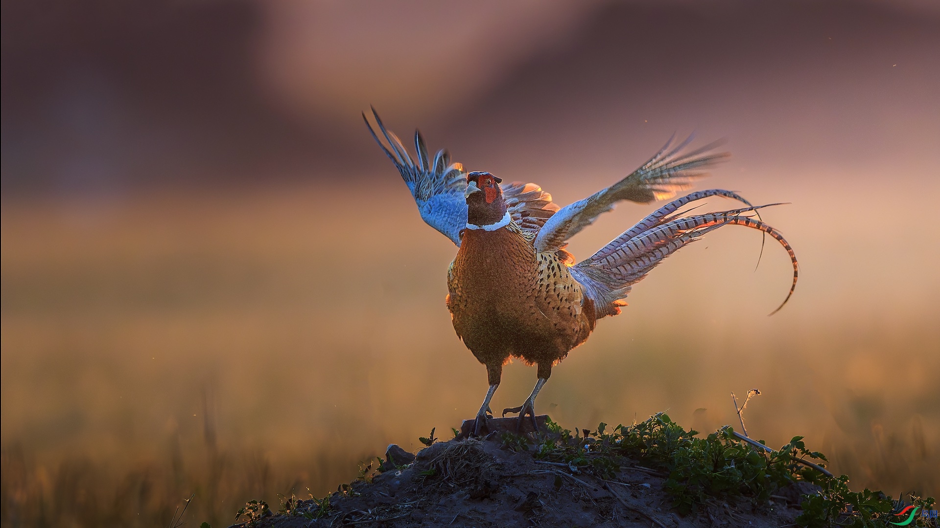 1_XXL9787-����ǿ-NR ���� 2.jpeg