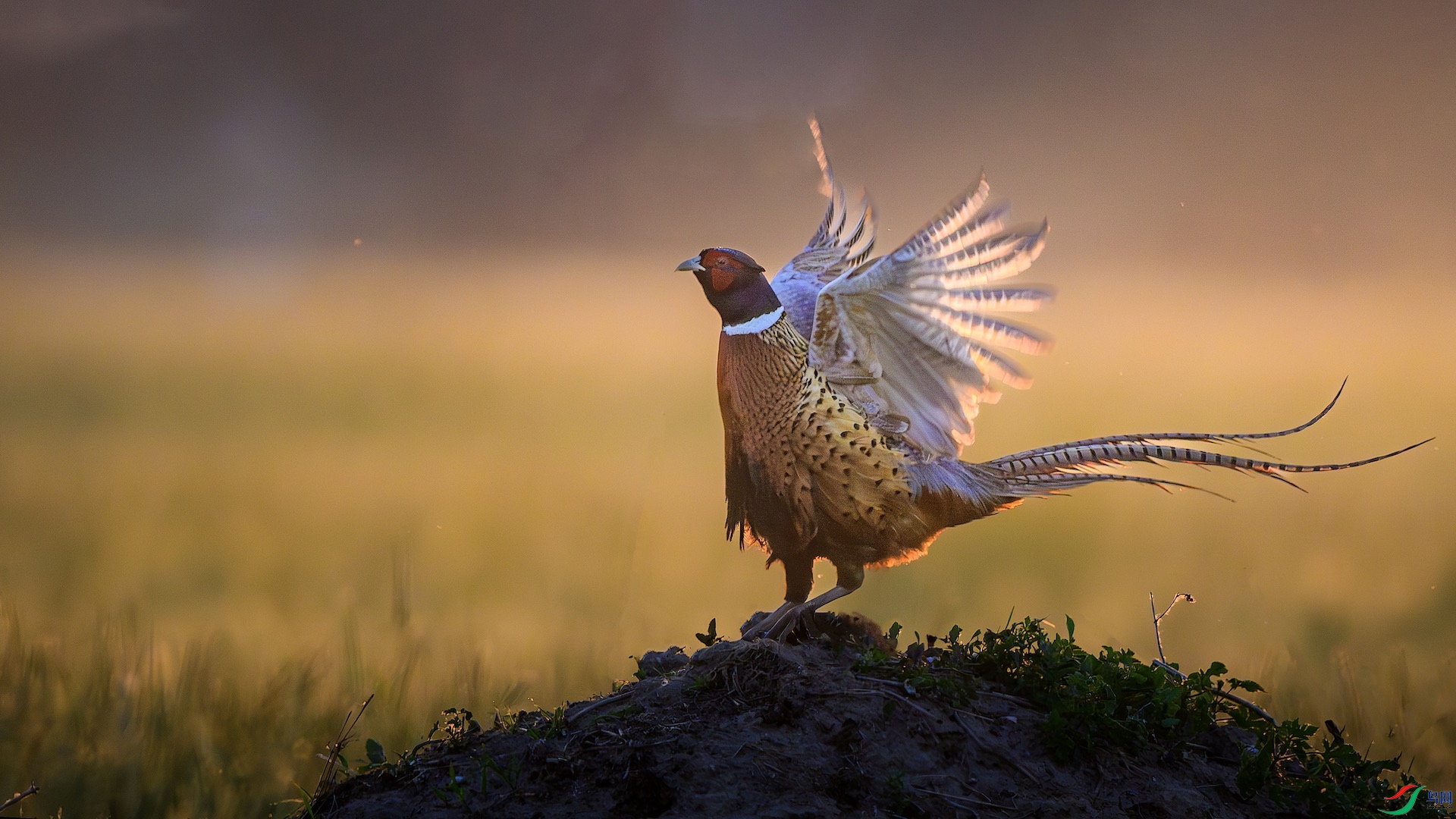 1_XXL9842-����ǿ-NR ���� 2.jpeg