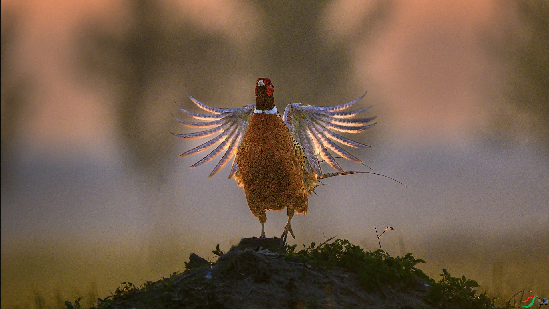 1_XXL9885 ���� 2.jpeg