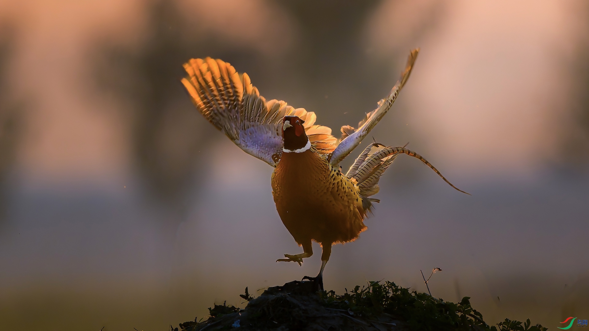 1_XXL9891-����ǿ-NR ���� 2.jpeg