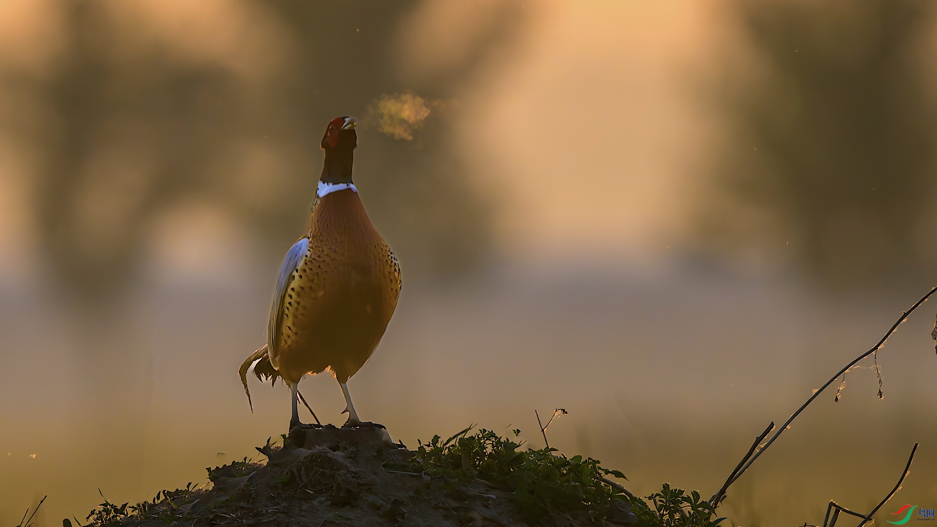 1_XXL9970-����ǿ-NR ���� 2.jpeg