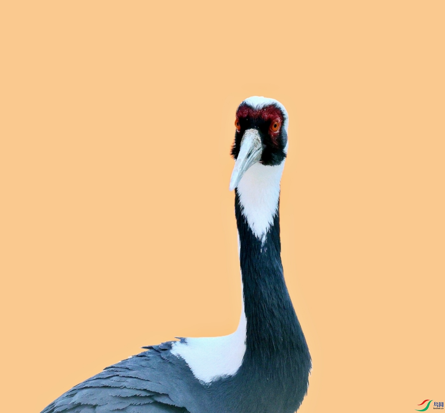 PicsArt_05-08-06.54.05.jpg