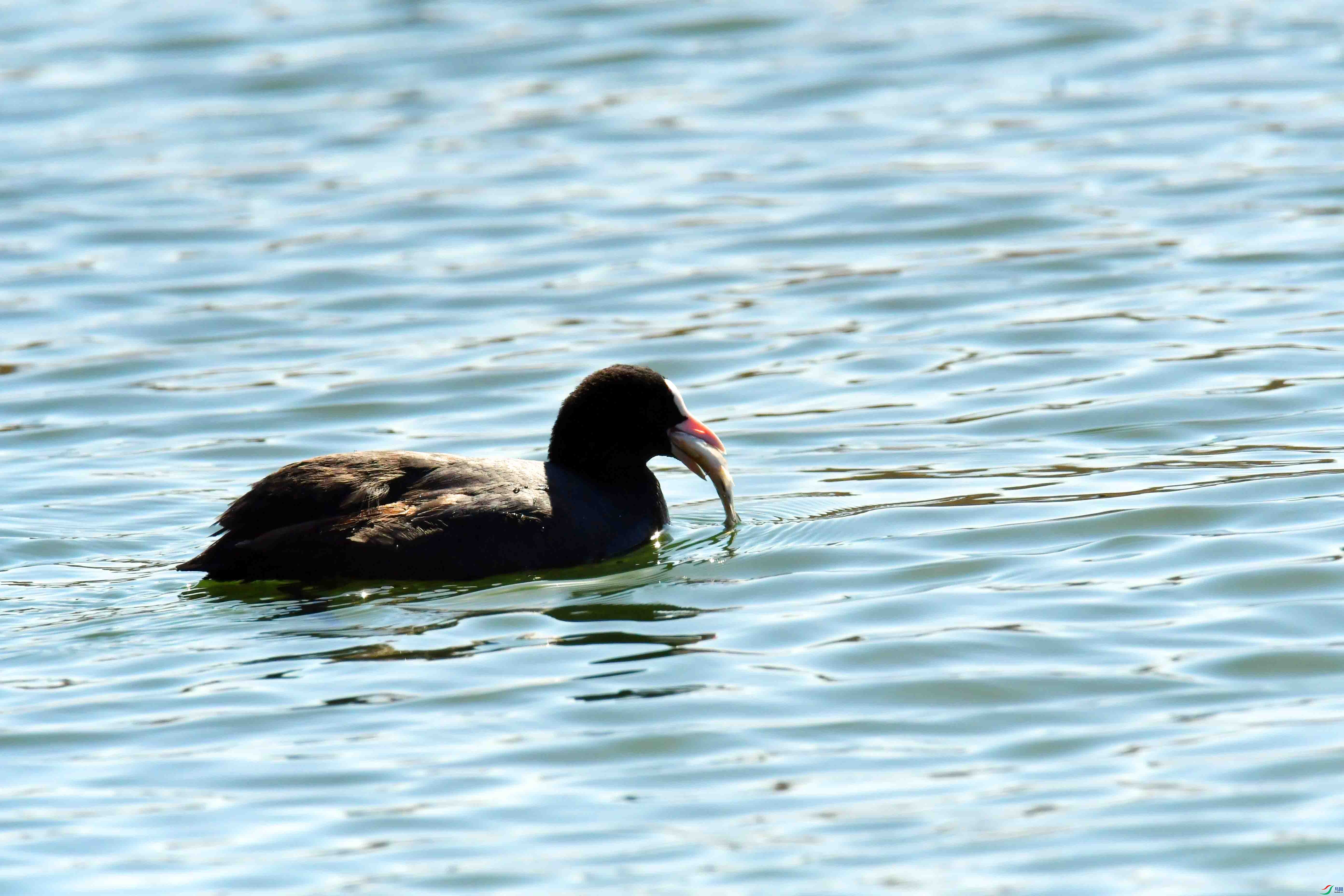 DSC_9960.JPG