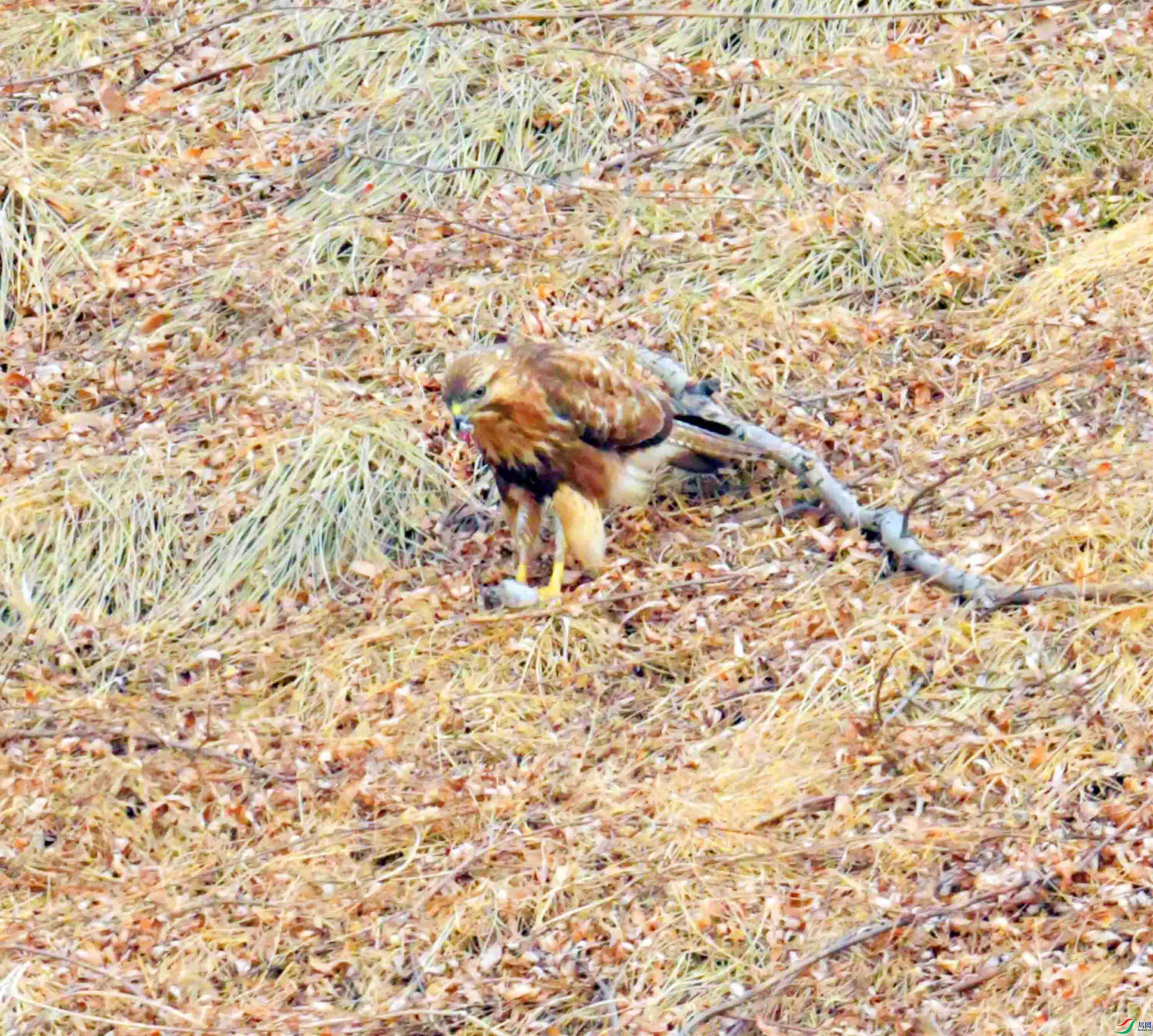 DSC_2649.JPG