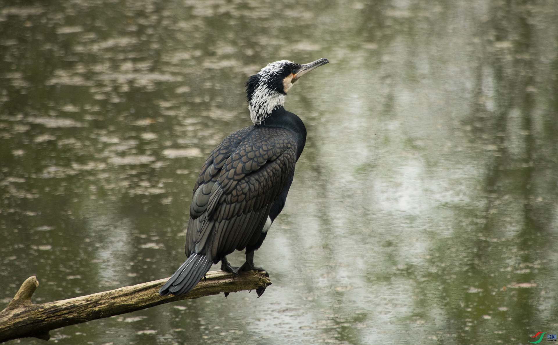 XQD_4960 �����.jpg