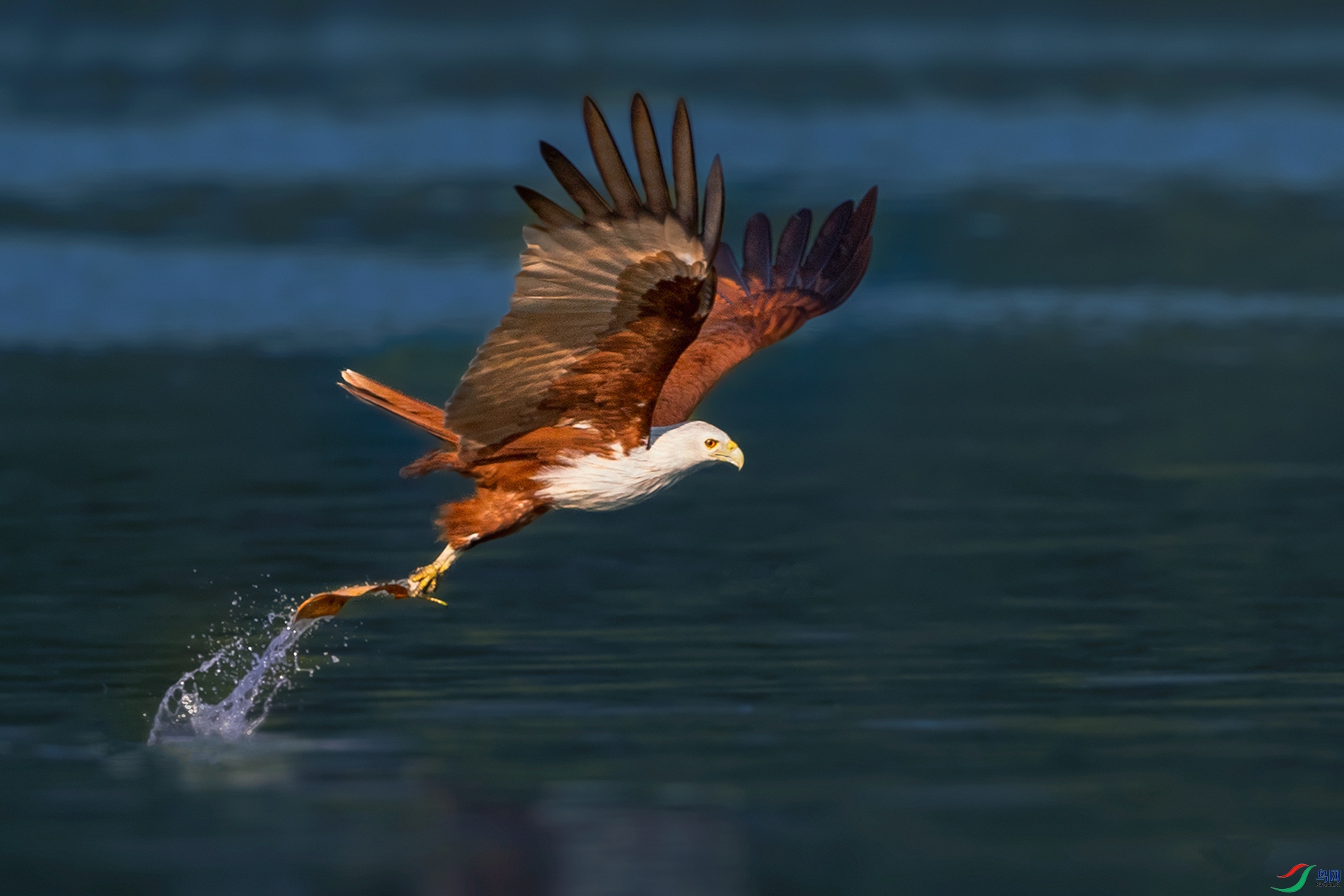 ���----�Ի���