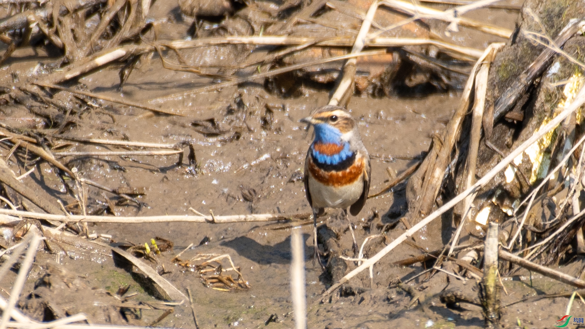 _DSC6812_1.jpg