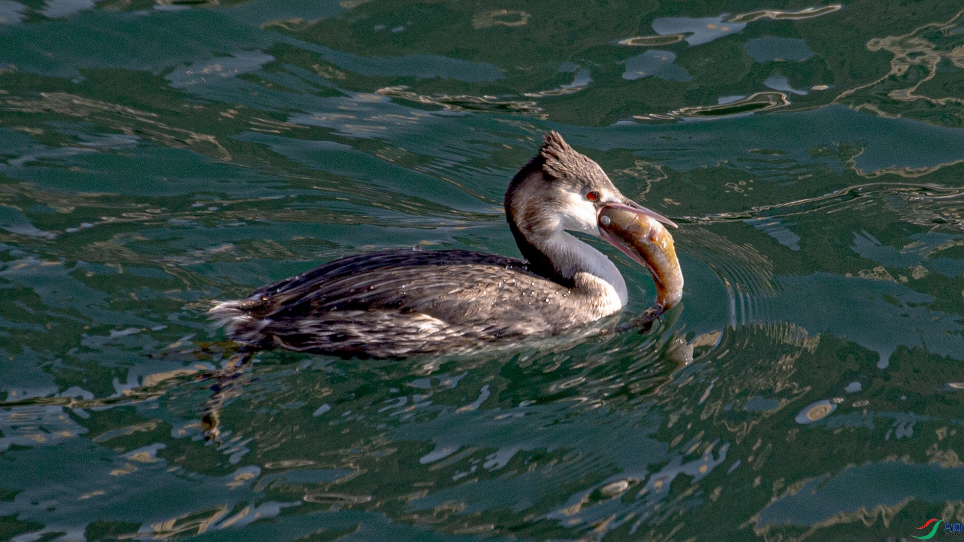 _MG_5977 ����.jpg