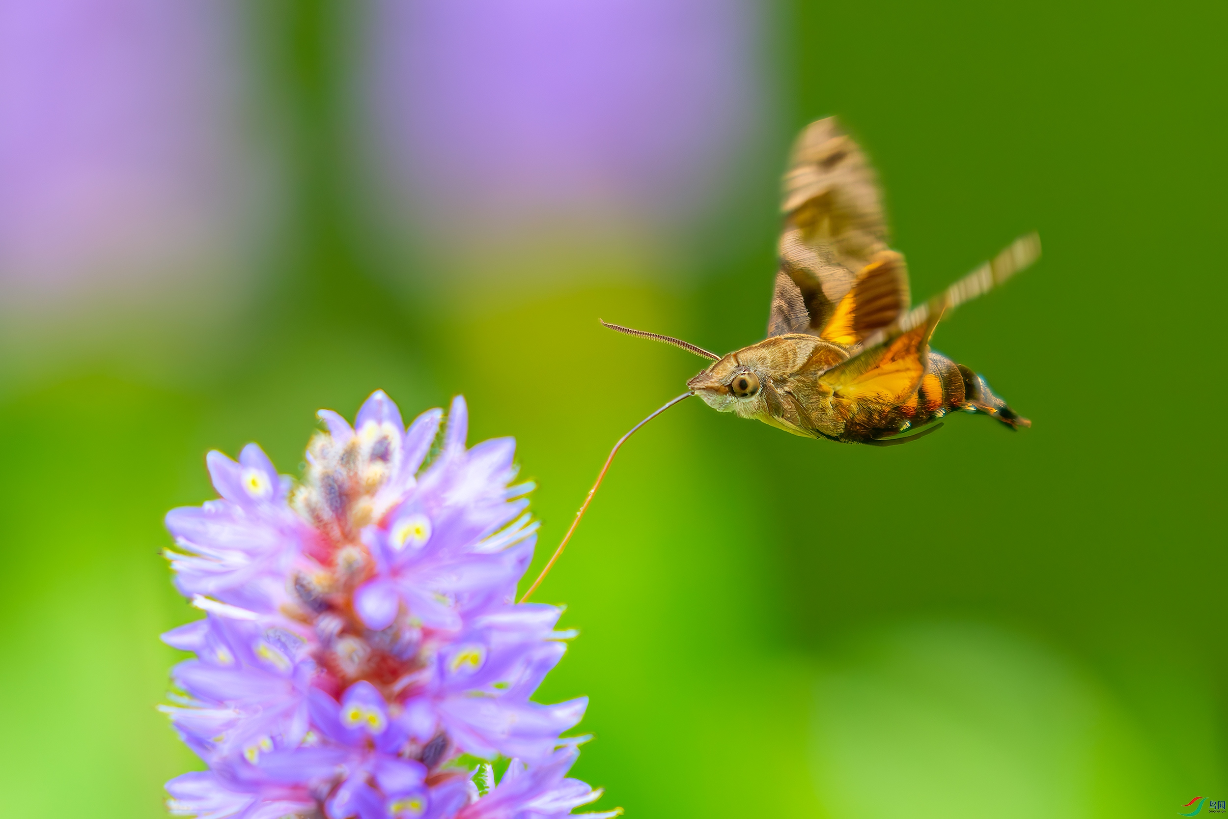 DSC_6571-AB.jpg