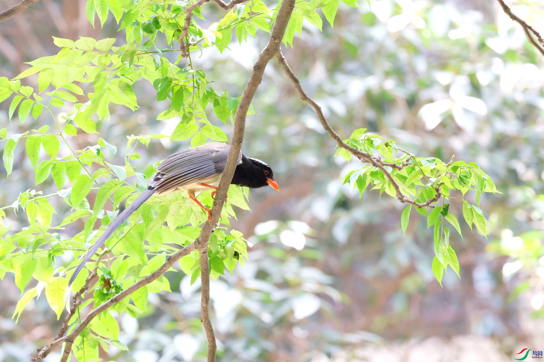 վ�ø߿���Զ