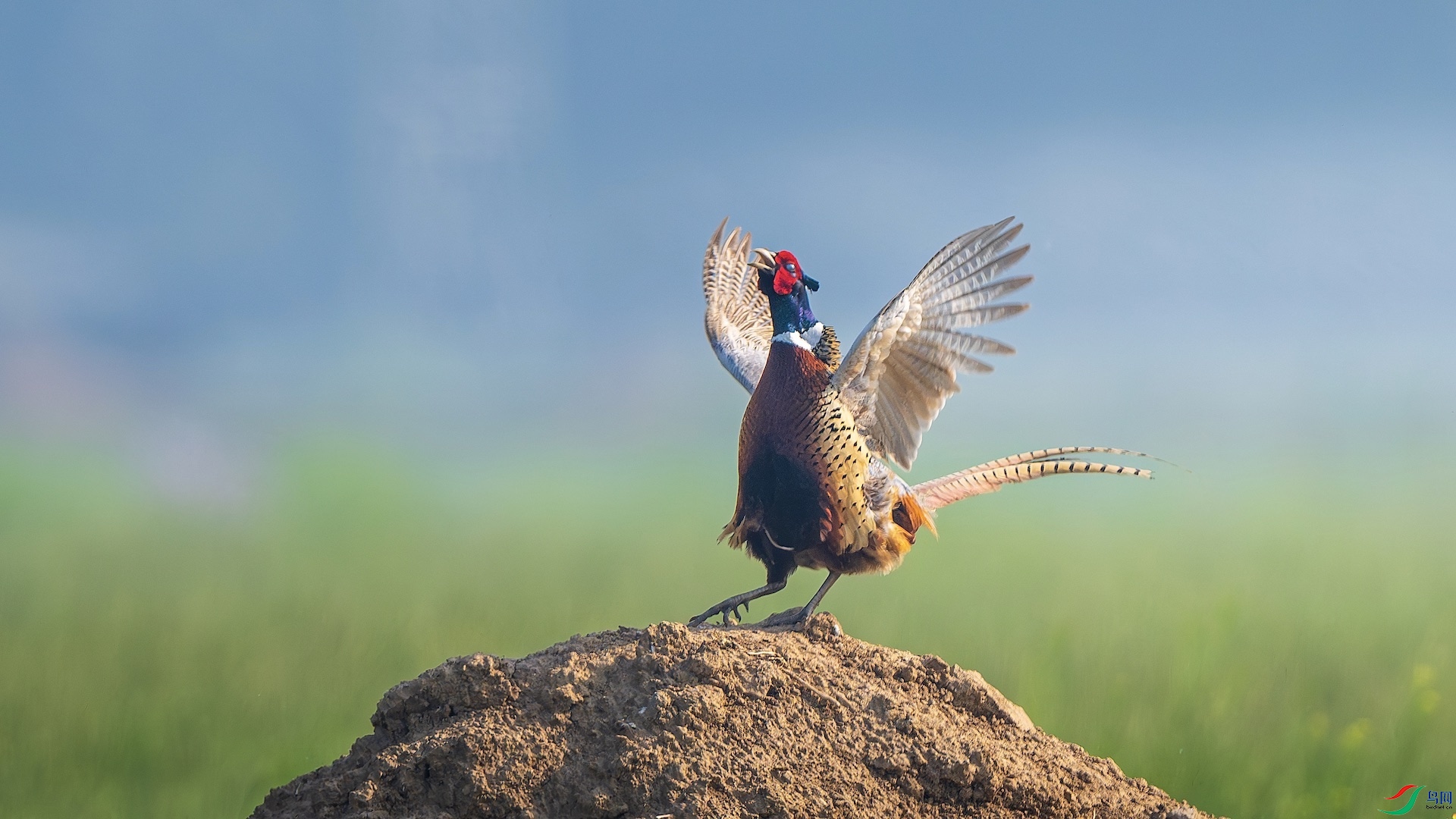 2_XXL9450-����ǿ-NR ����.jpeg