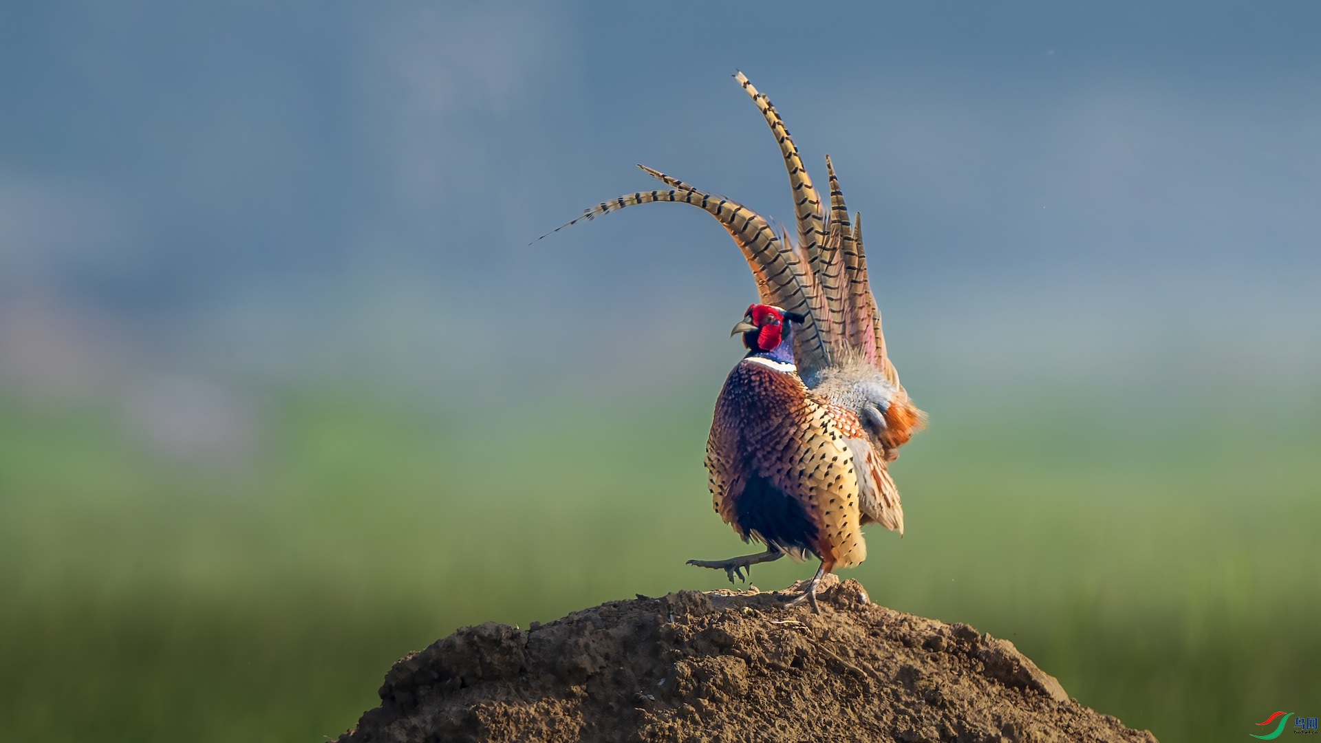 2_XXL9467-����ǿ-NR ����.jpeg