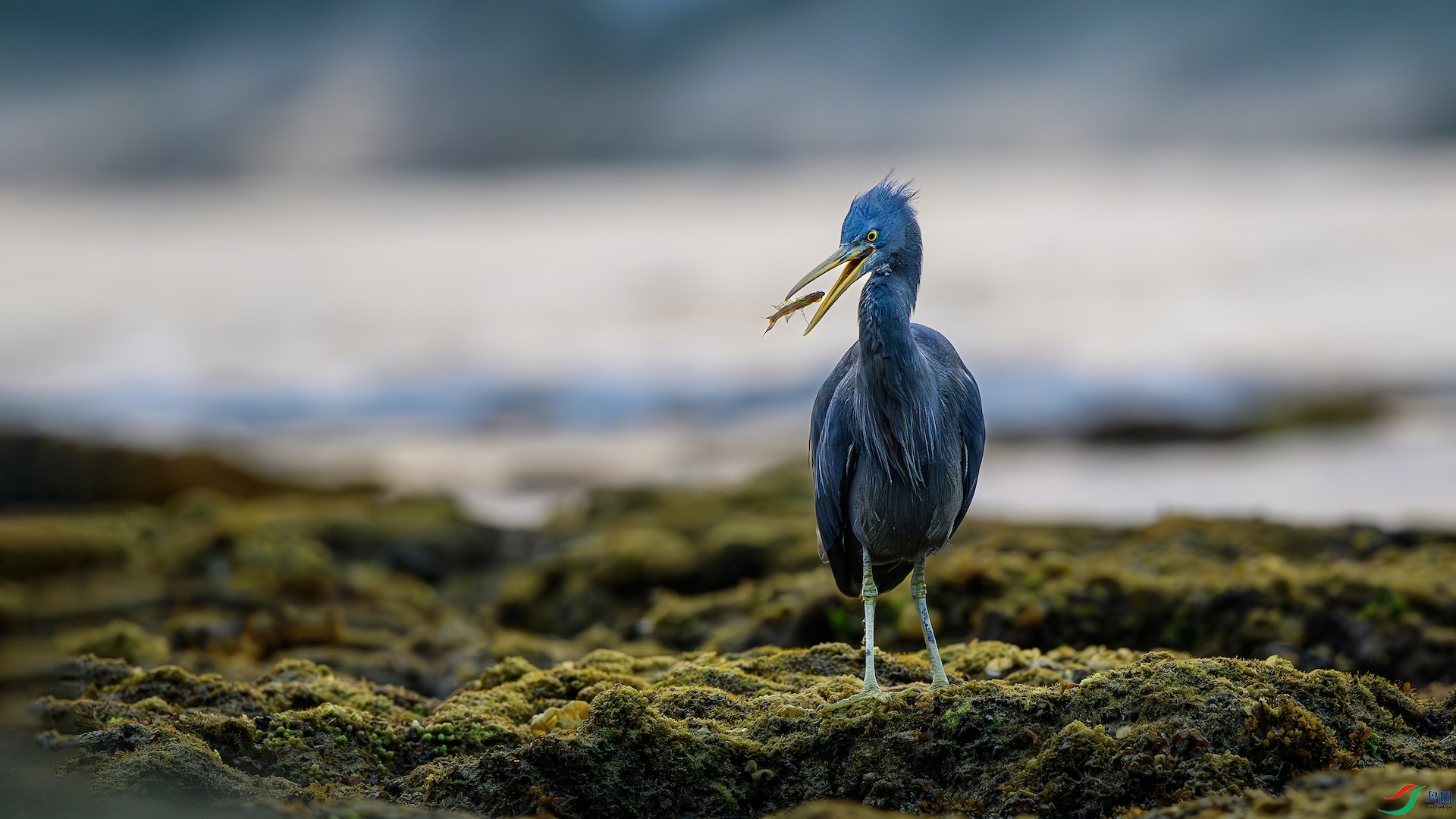 4_XXL1428-����ǿ-NR ����.jpeg