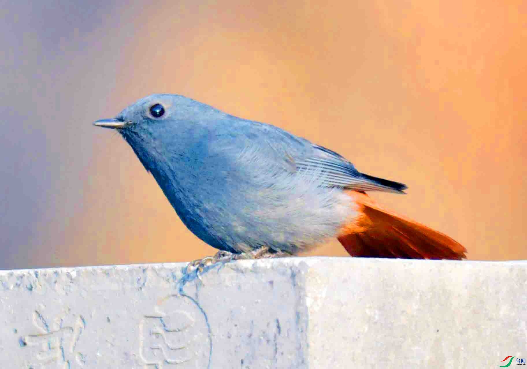 DSC_8627.JPG