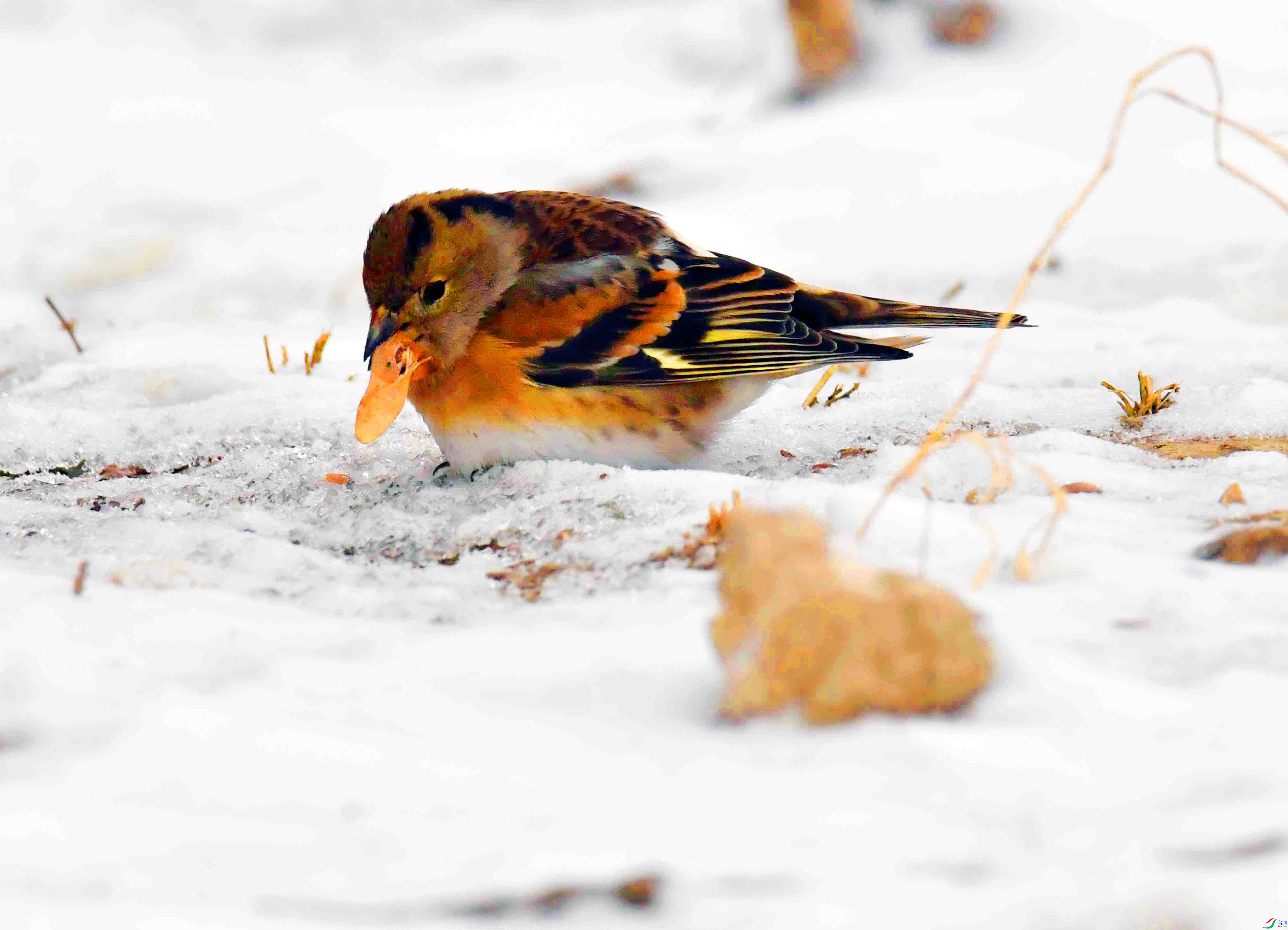 DSC_0912.JPG