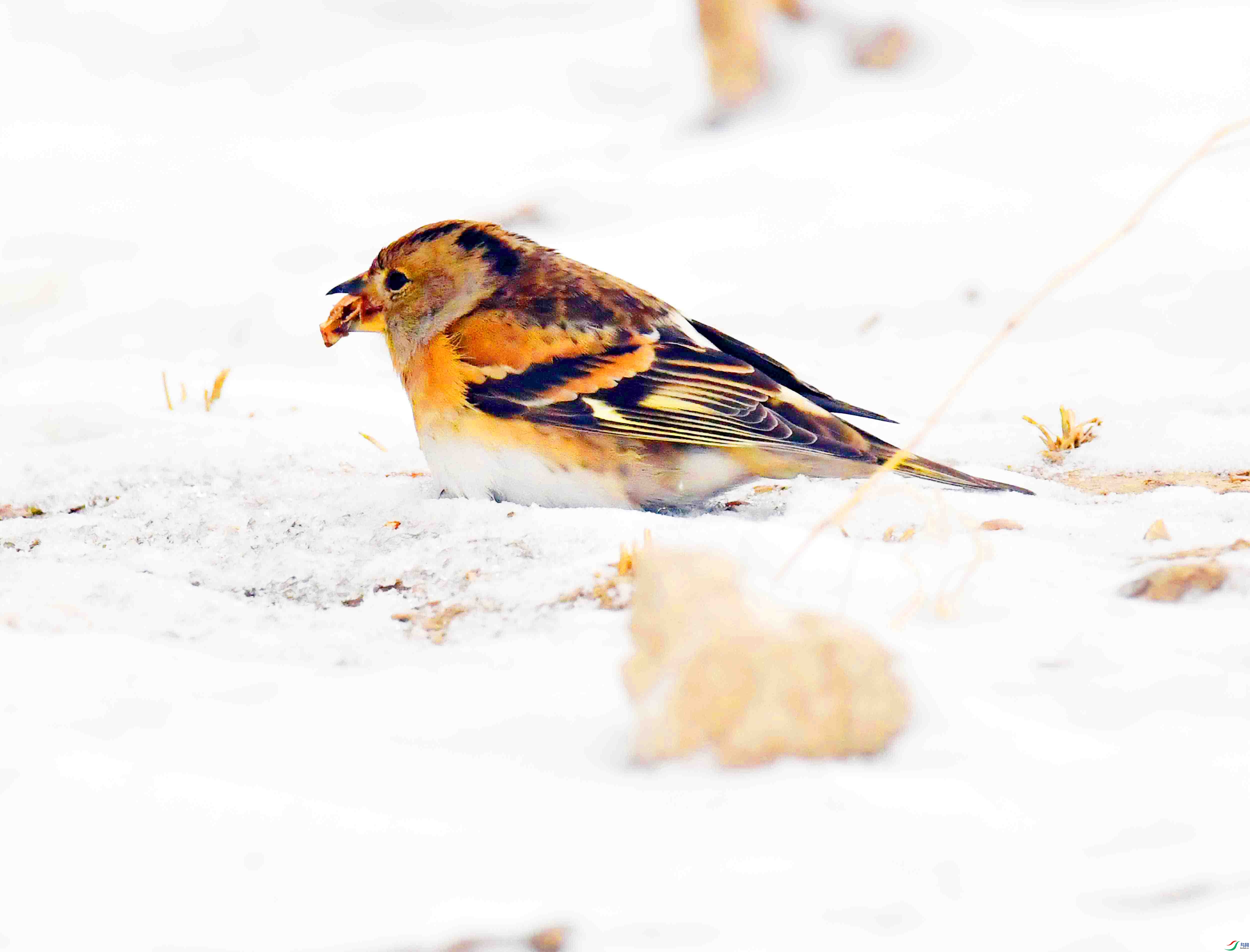 DSC_0916.JPG