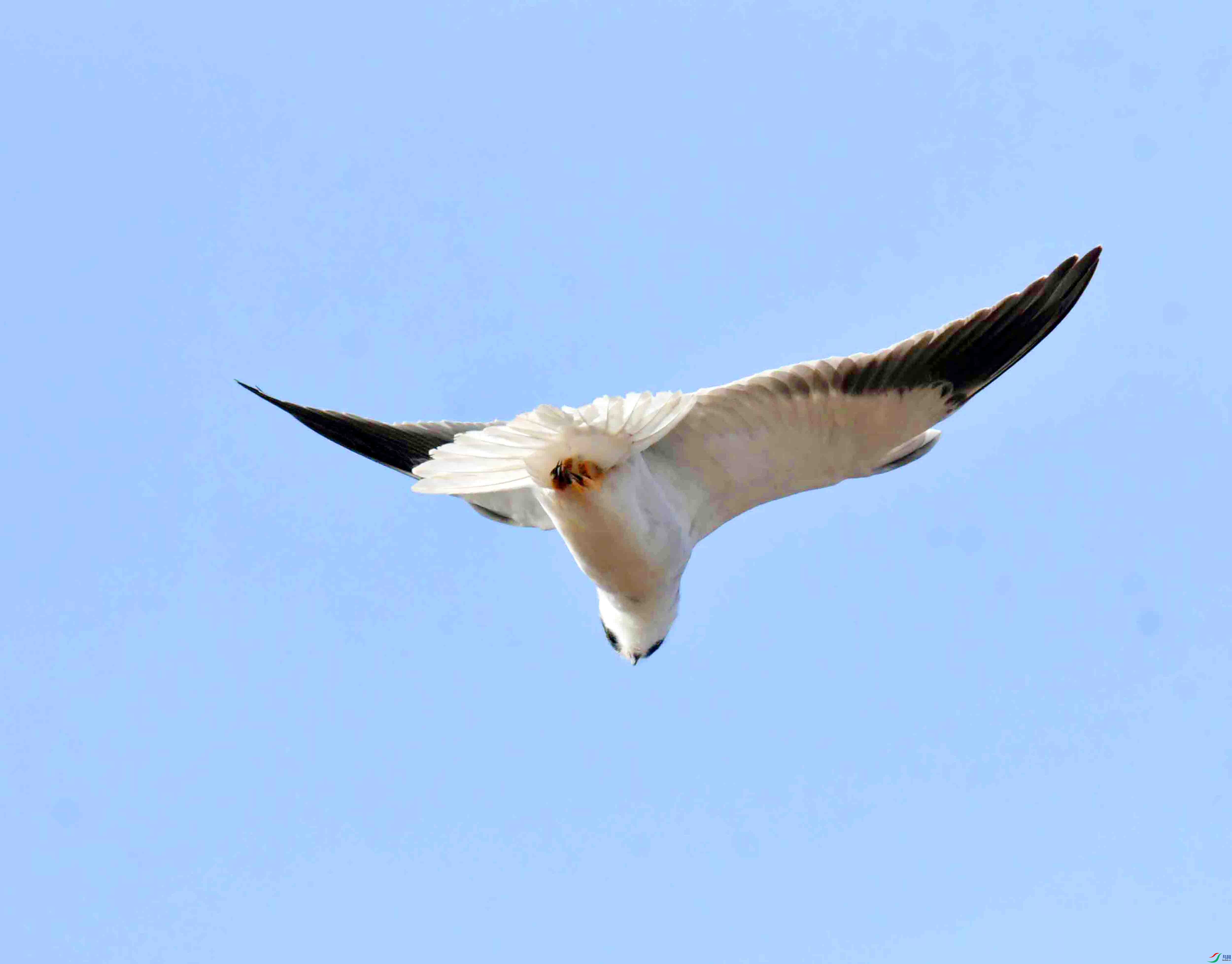 DSC_3785.JPG