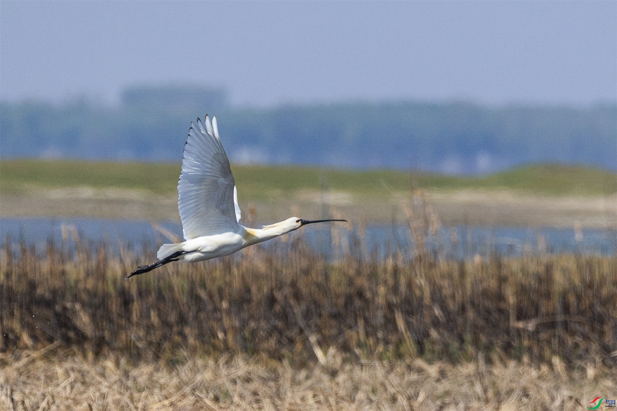 1K3A1090 ����1.jpg