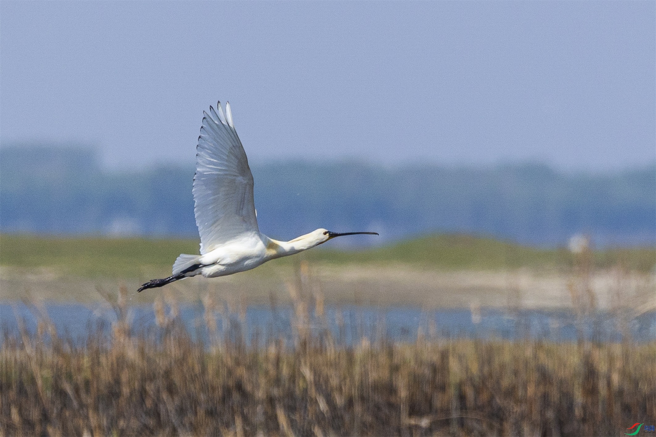 1K3A1094 ����1.jpg