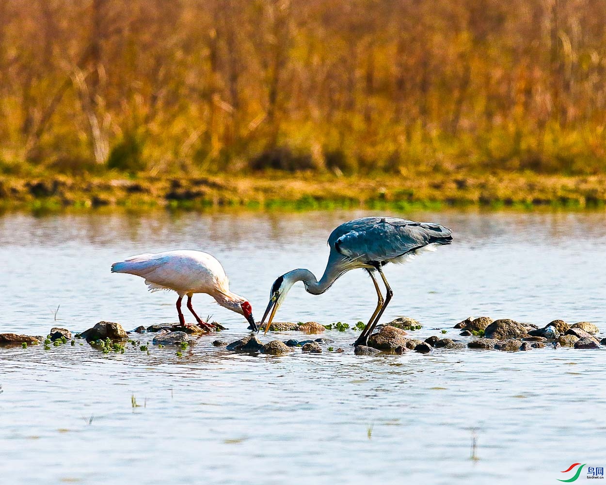 ���q ���� ���ų�-�����������.jpg