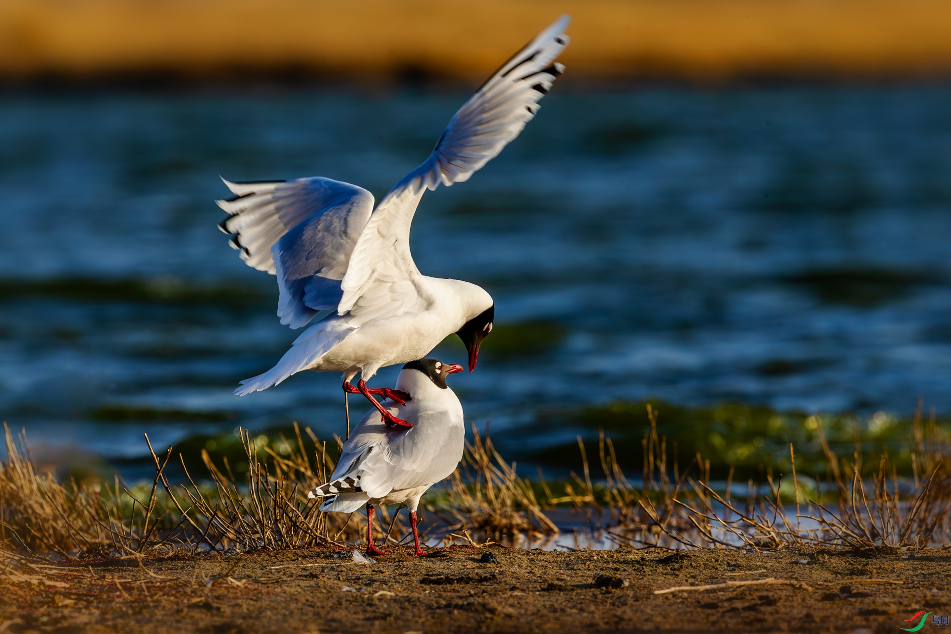 A30V7551-1��.jpg