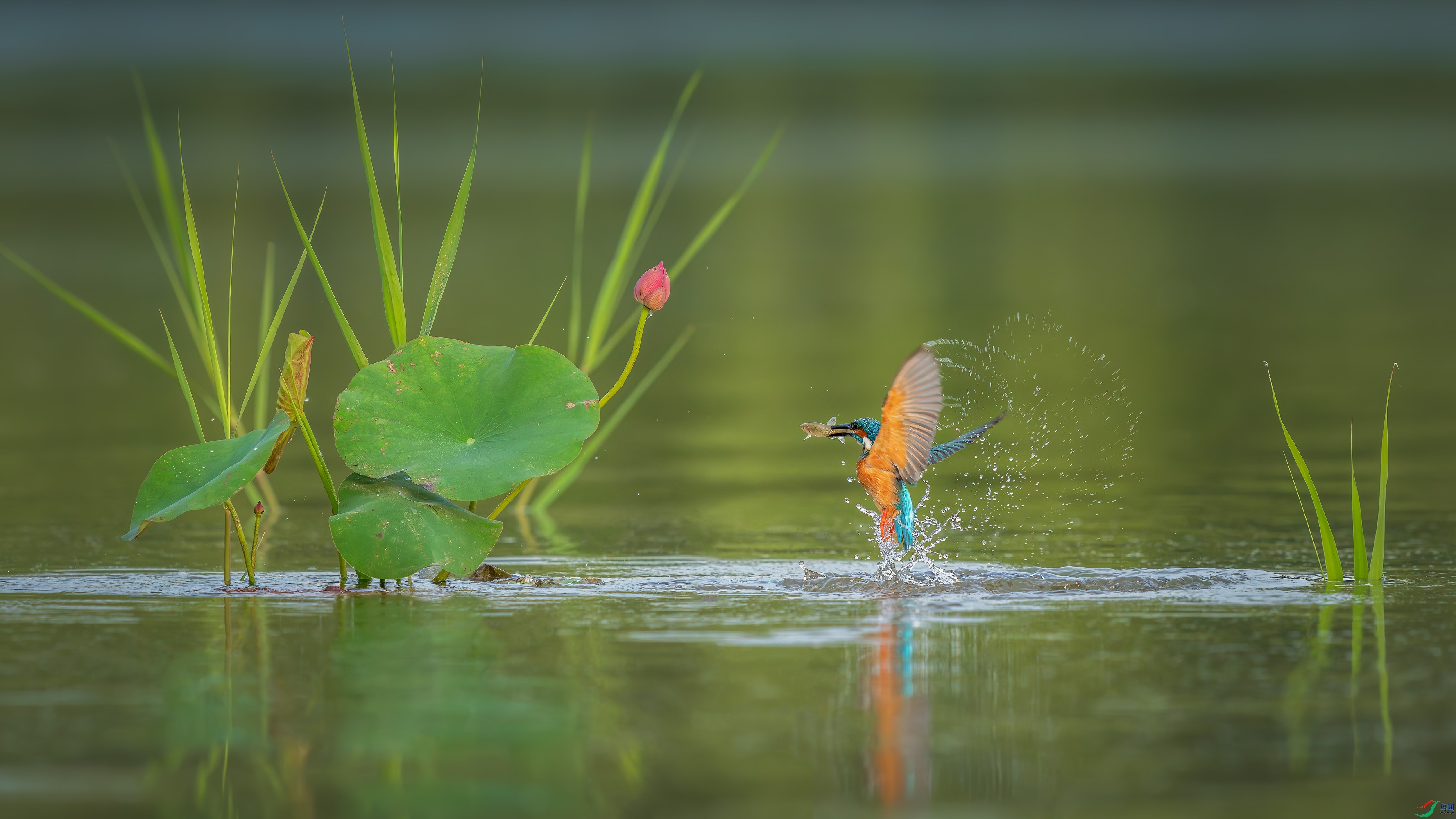 _DSC7095-����ǿ-NR-����.jpga.jpg