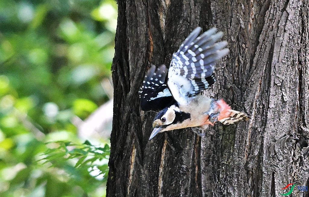 DSC_9252.JPG