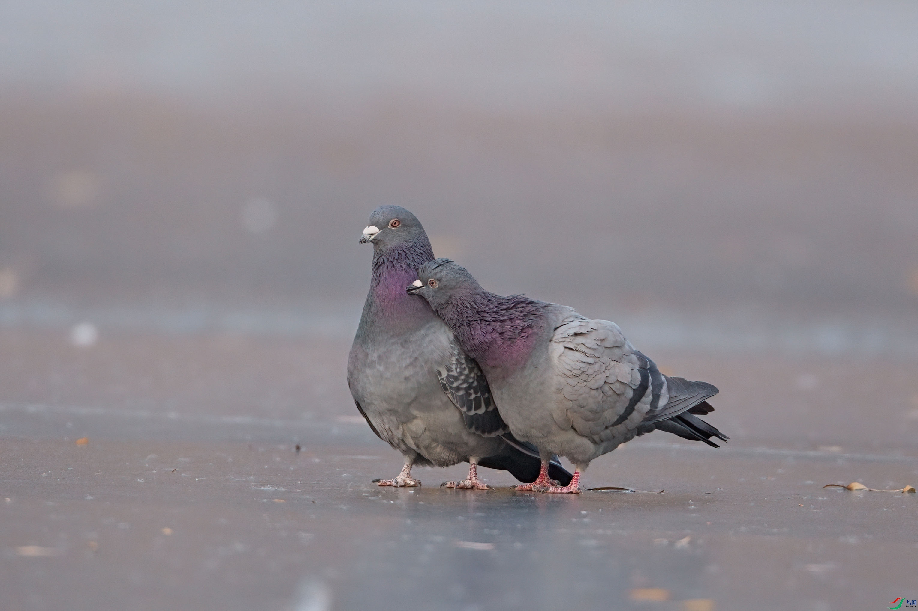 DSC07326-DeNoiseAI-clear ���� 2.jpg