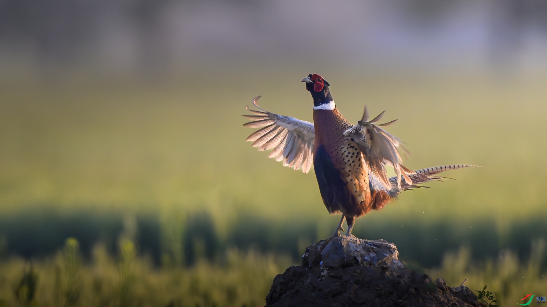 1_XXL0103-����ǿ-NR ����.jpeg