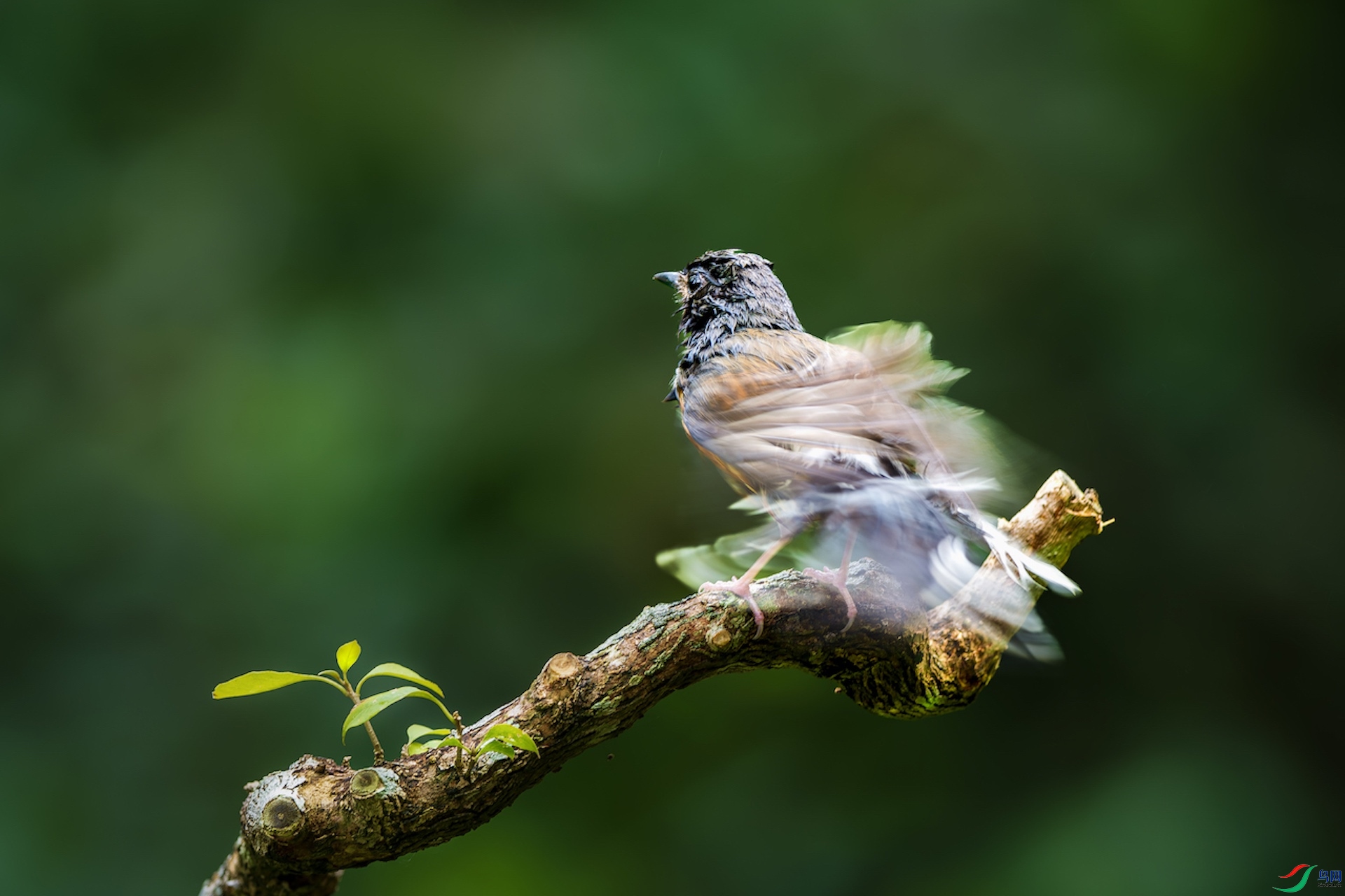 1_XXL7033-����ǿ-NR ����.jpeg