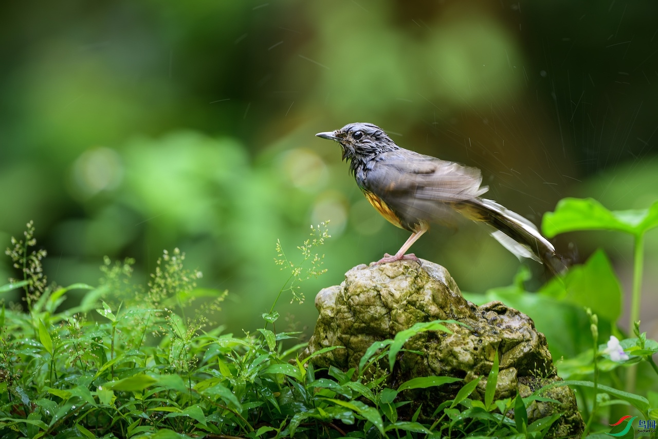 1_XXL7179-����ǿ-NR ����.jpeg