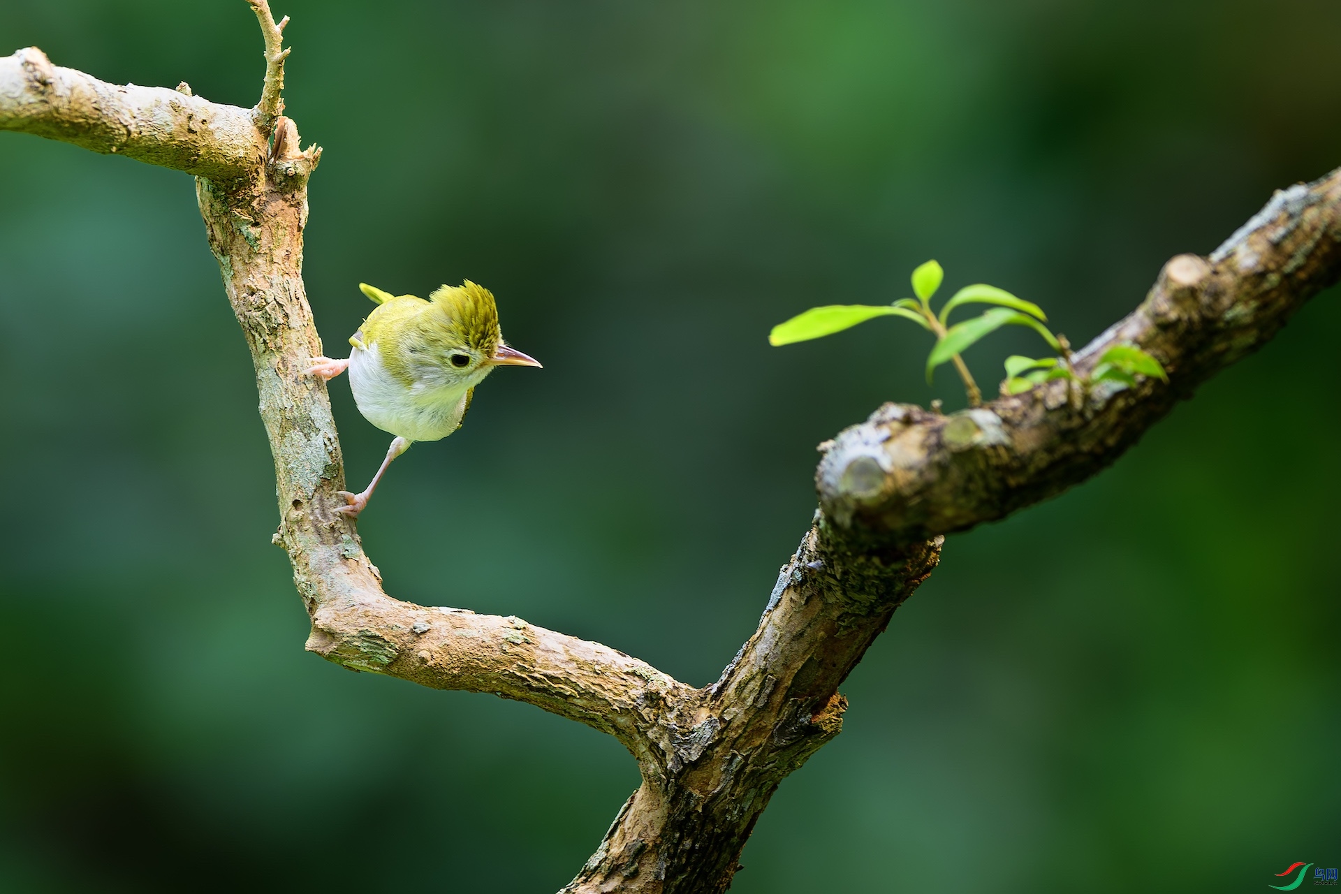 1_XXL7266-����ǿ-NR ����.jpeg