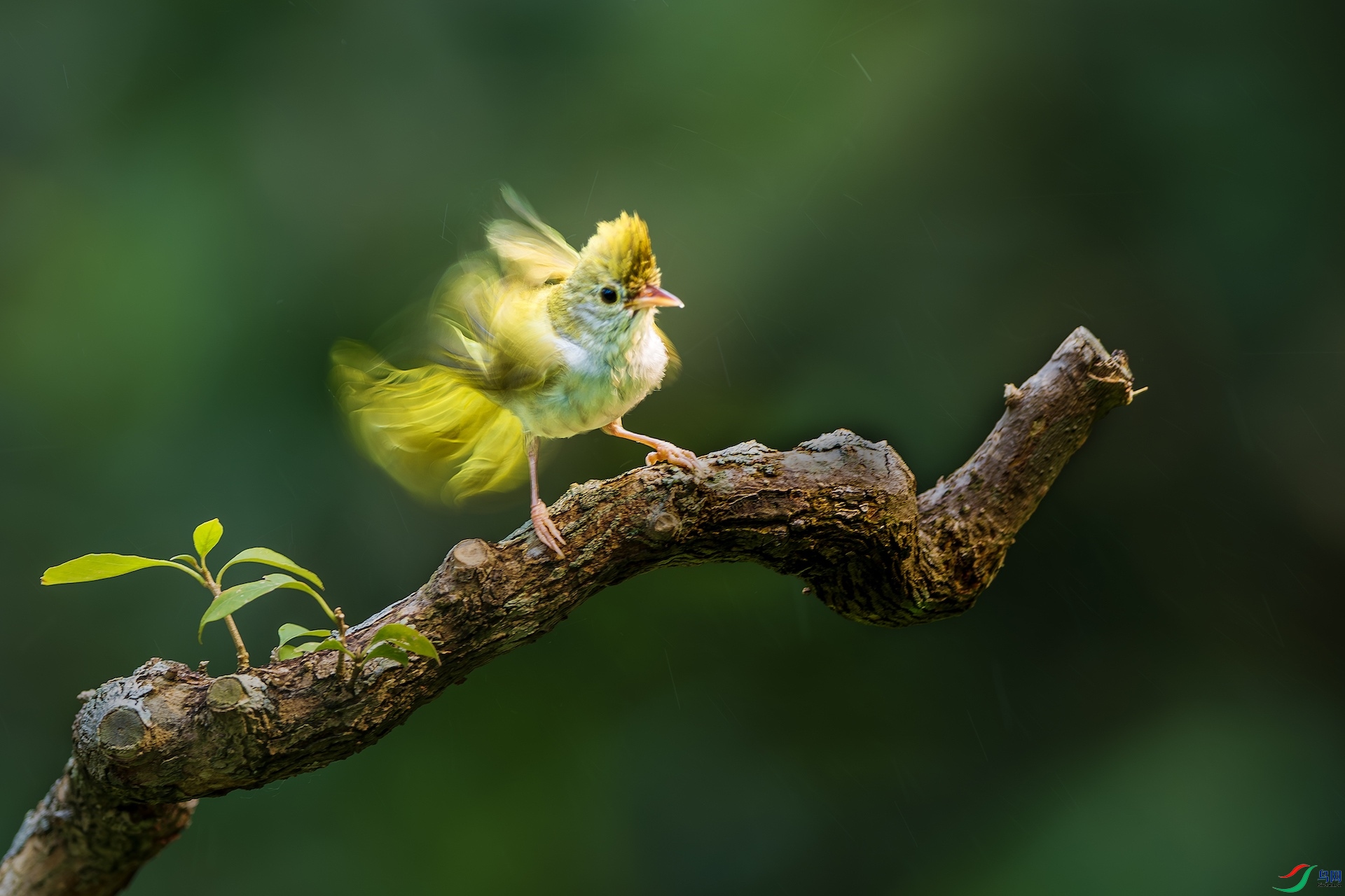 1_XXL7399-����ǿ-NR ���� 2.jpeg