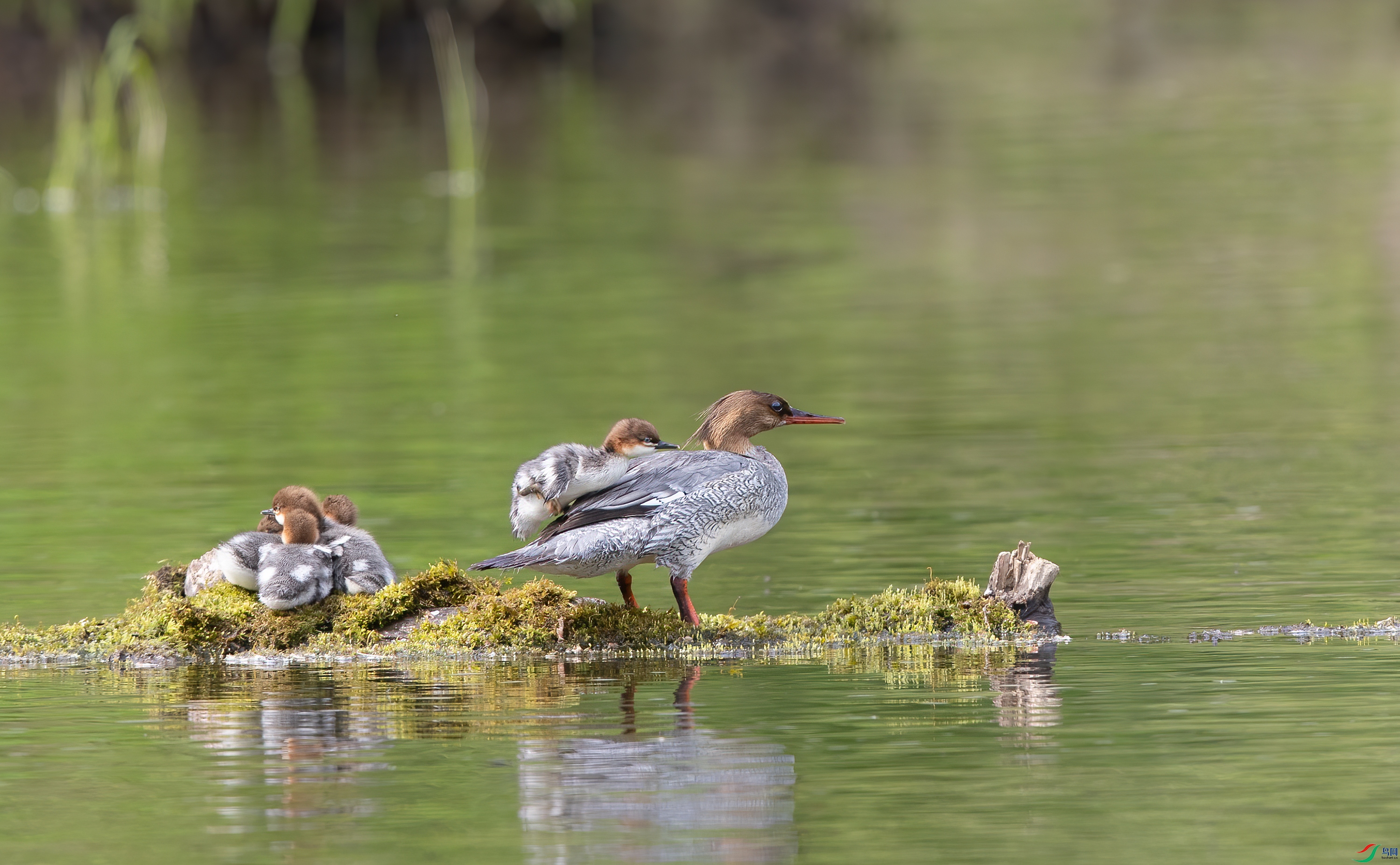 A15I1317 ����.jpg