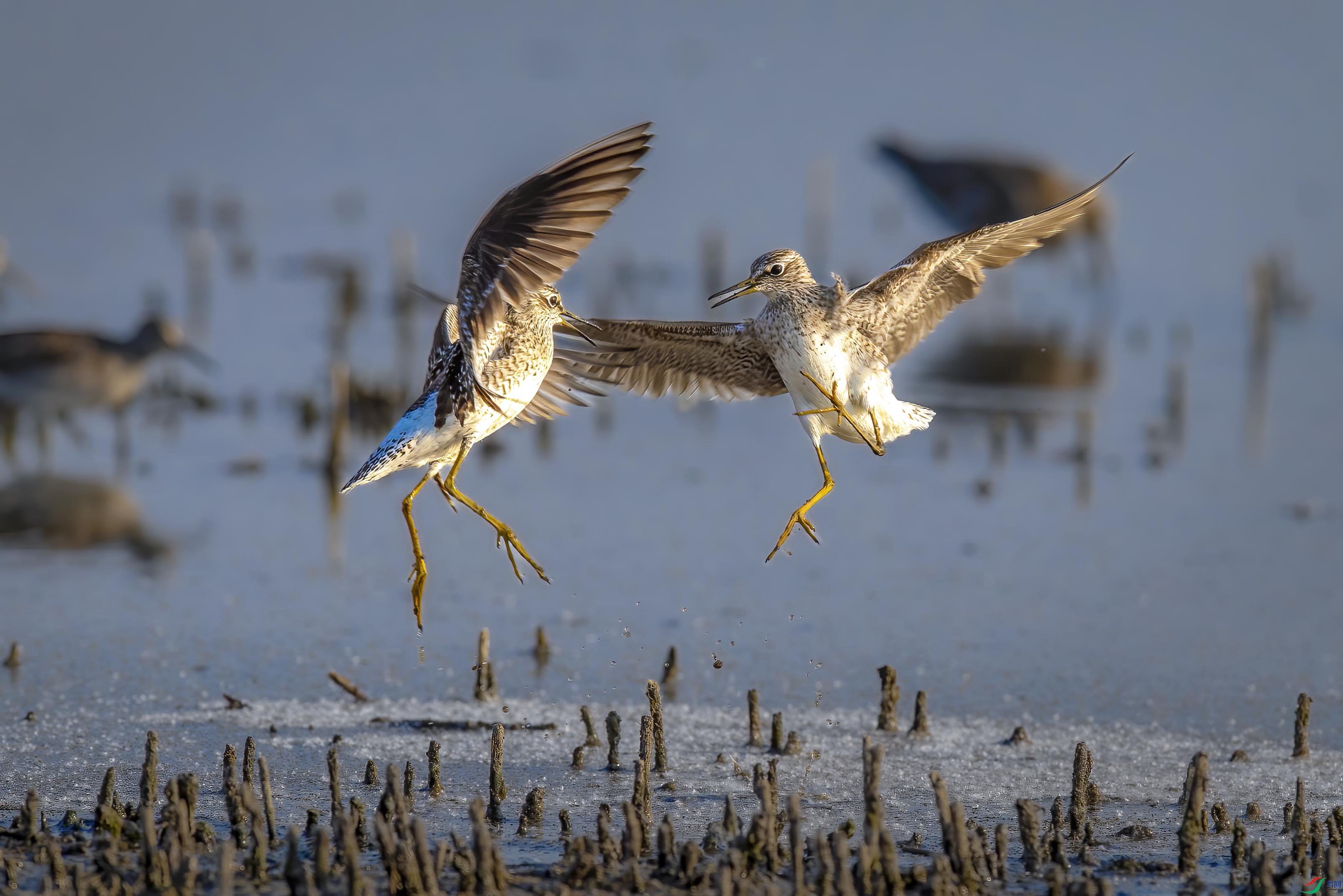 DSC_8699 ����.jpg