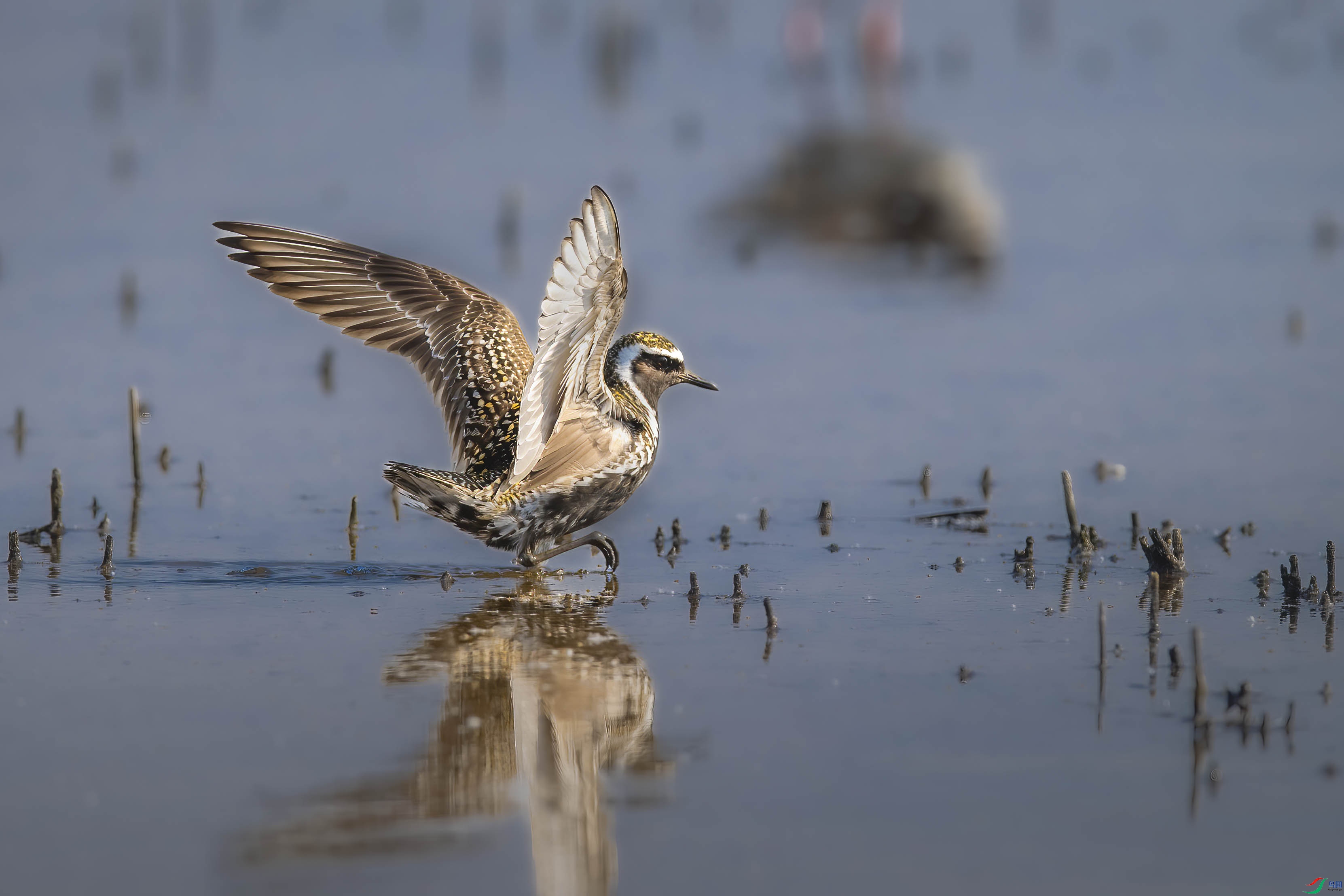 DSC_8492 ����.jpg